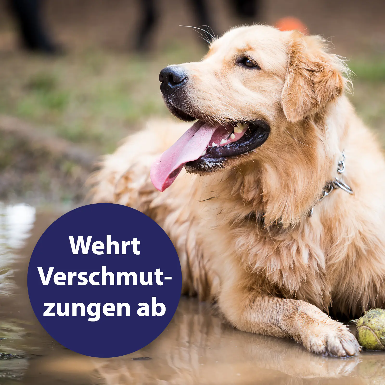 Canosept Fellspray für Hunde 250 ml Canosept Fellspray für Hunde 250 ml