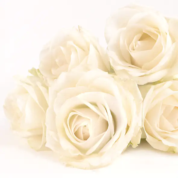 4014995461599 Braun & Company Servietten Motiv Elegant Rose 33 x 33 cm - 20er Pack