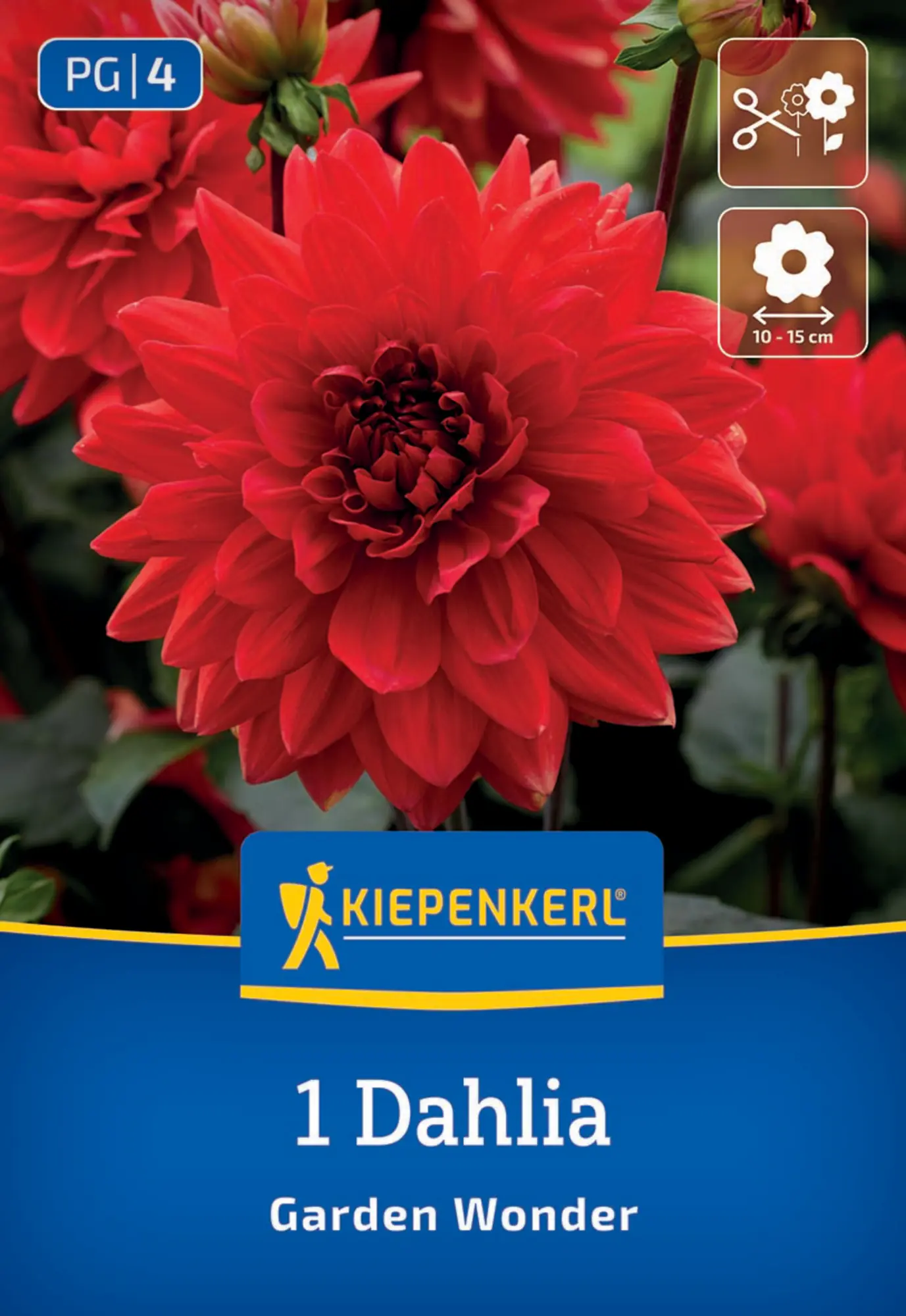 Kiepenkerl Frühjahrsblumenzwiebel Dekorative Dahlie Garden Wonder1 Stück