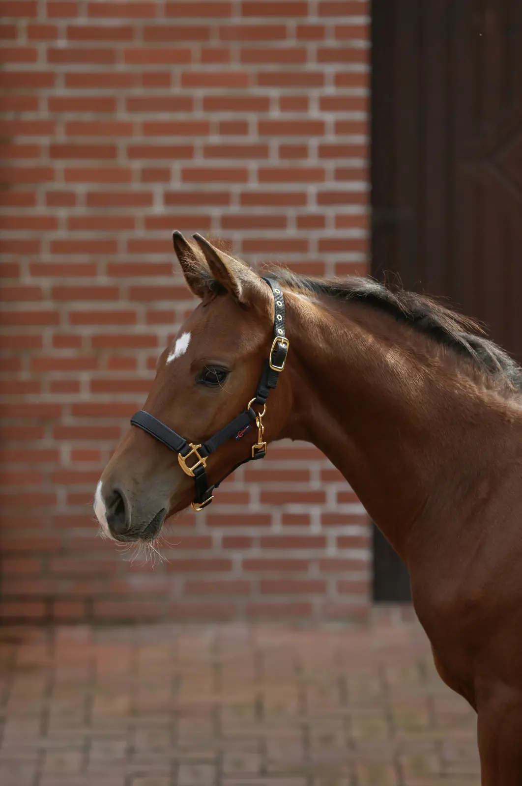 Kerbl Covalliero Fohlenhalfter TopLine black