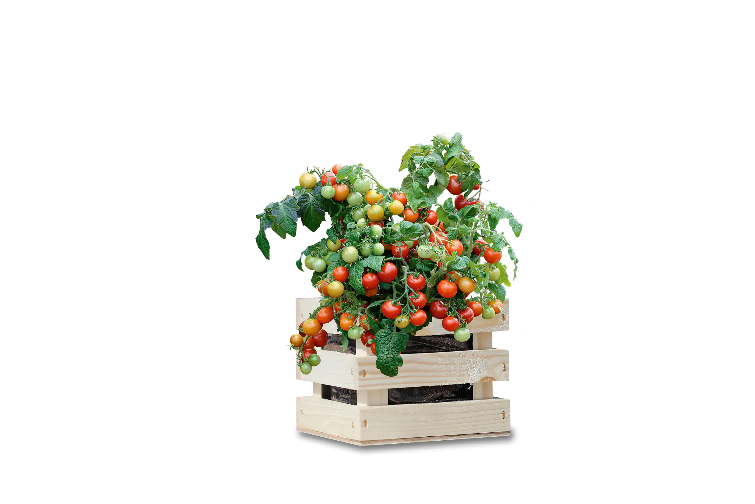 Baza Seeds Garden Box Strauchtomate Bio Koralik