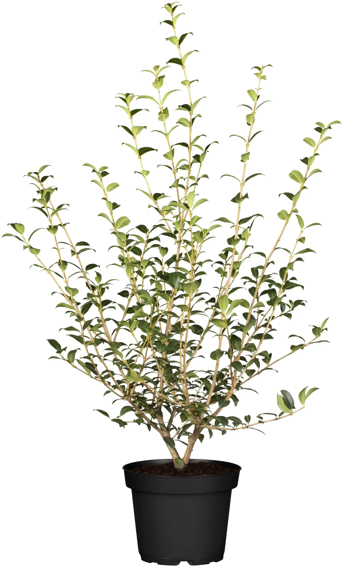 Frühlingsduftblüte Osmanthus Burkwoodii H 100 - 120 cm, 20 Stück