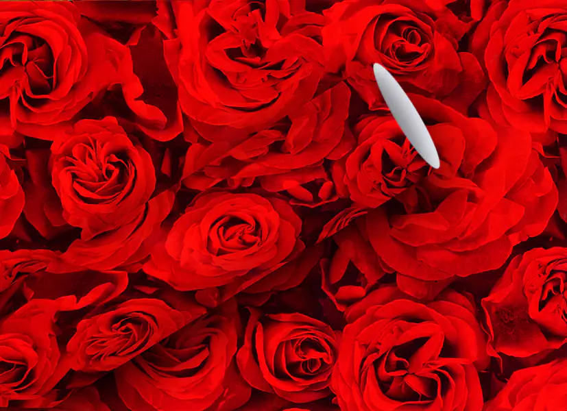 Braun & Company Geschenkpapier Kollektion Rot Roses 2 m x 70 cm