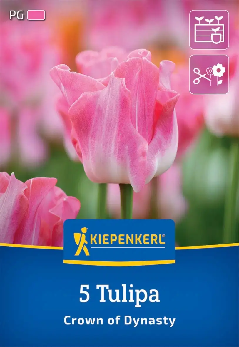 Kiepenkerl Herbstblumenzwiebel Kronentulpe Crown of Dynasty 5 Stück