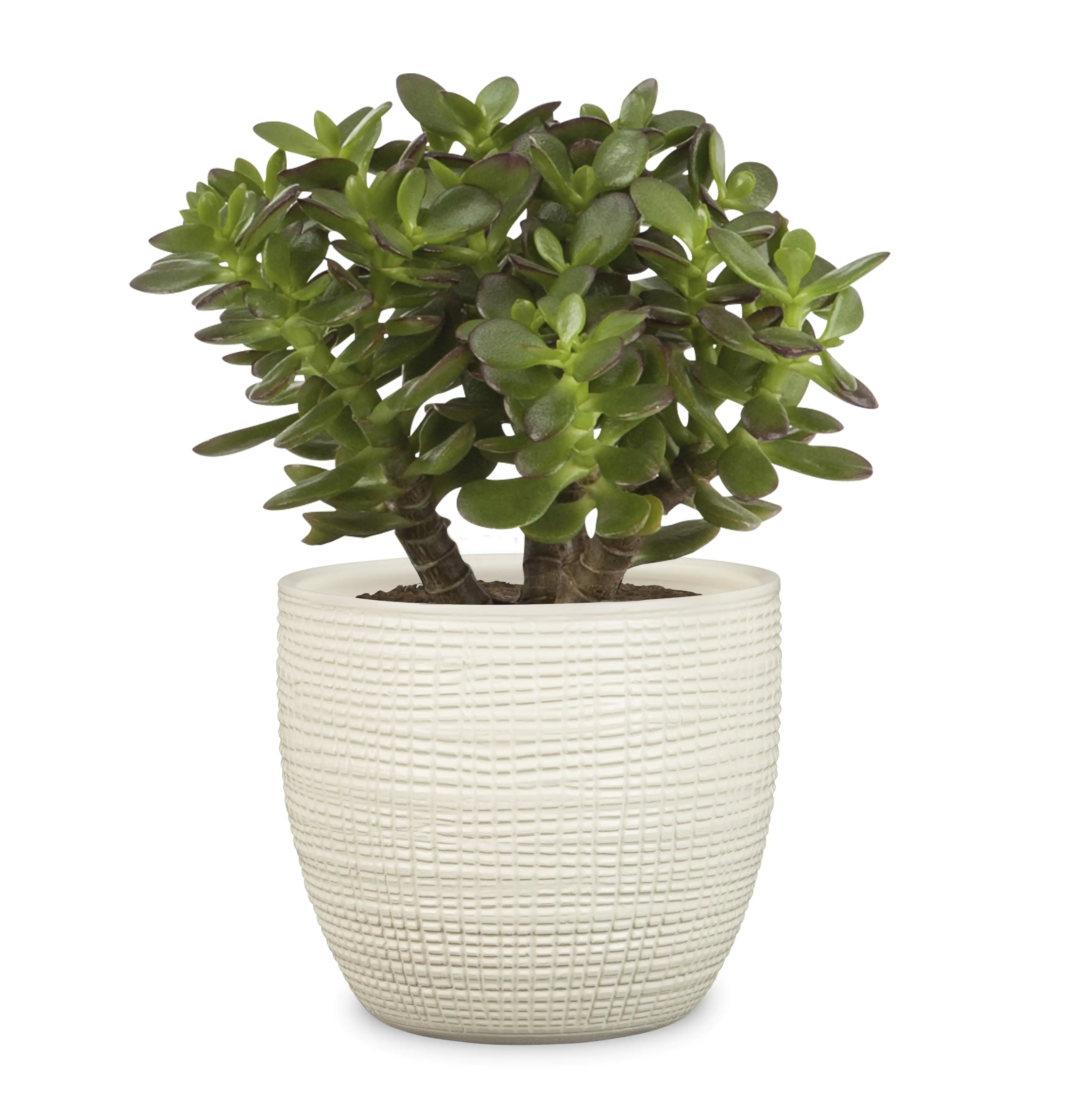4002477586489 Scheurich Übertopf Serie 866 Ø 14 x 12,2 cm creme