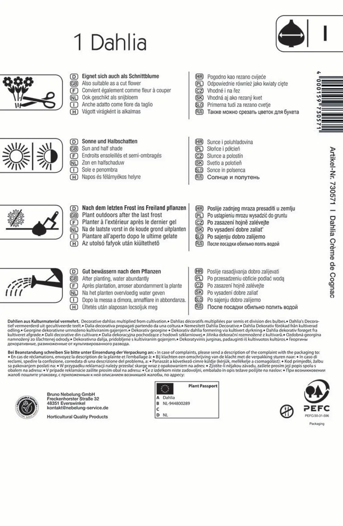 Kiepenkerl Seerosen-Dahlie Creme de Cognac