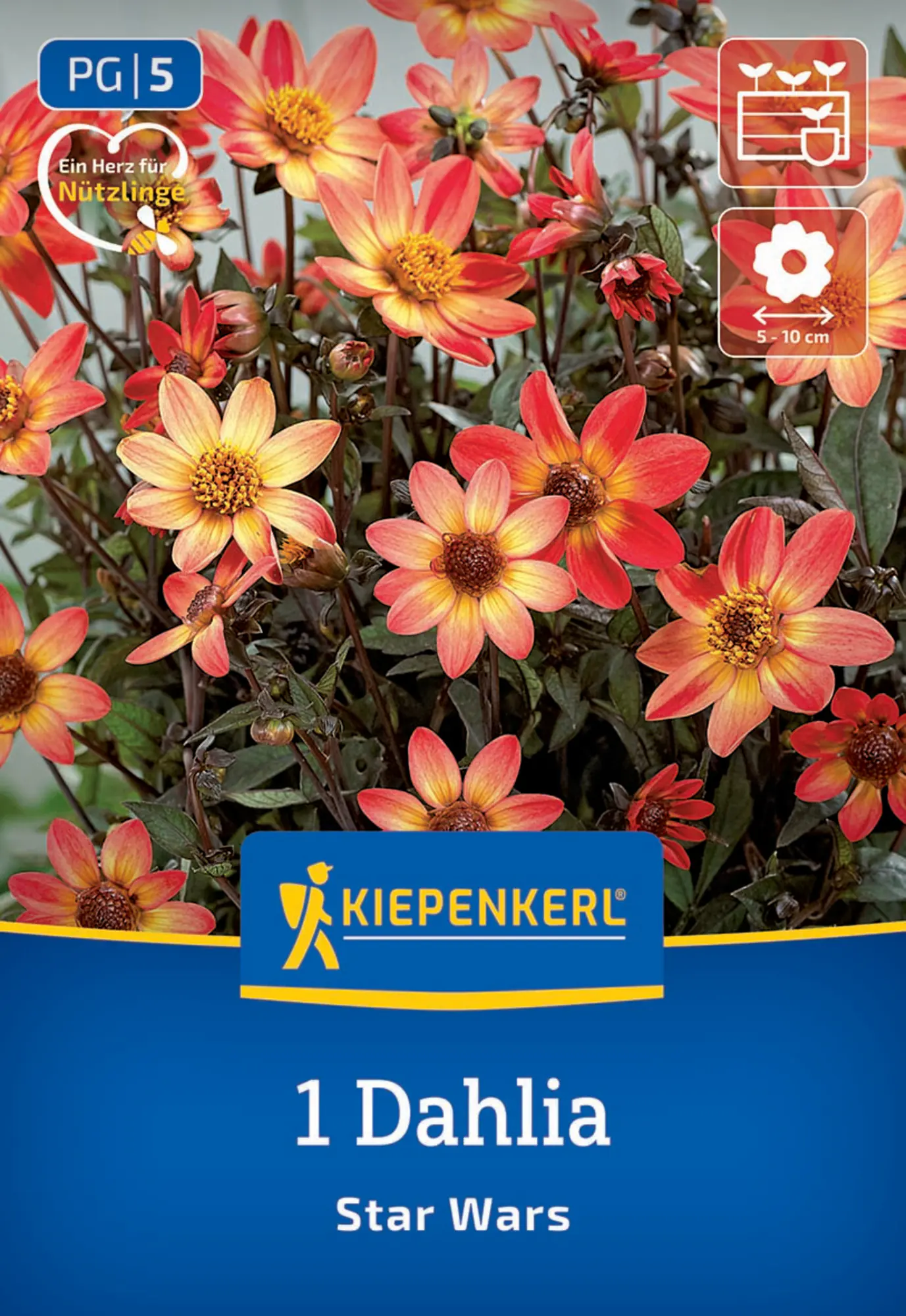 Kiepenkerl Frühjahrsblumenzwiebel Dunkellaubige Beet- & Kübel-Dahlie Star Wars 1 Stück