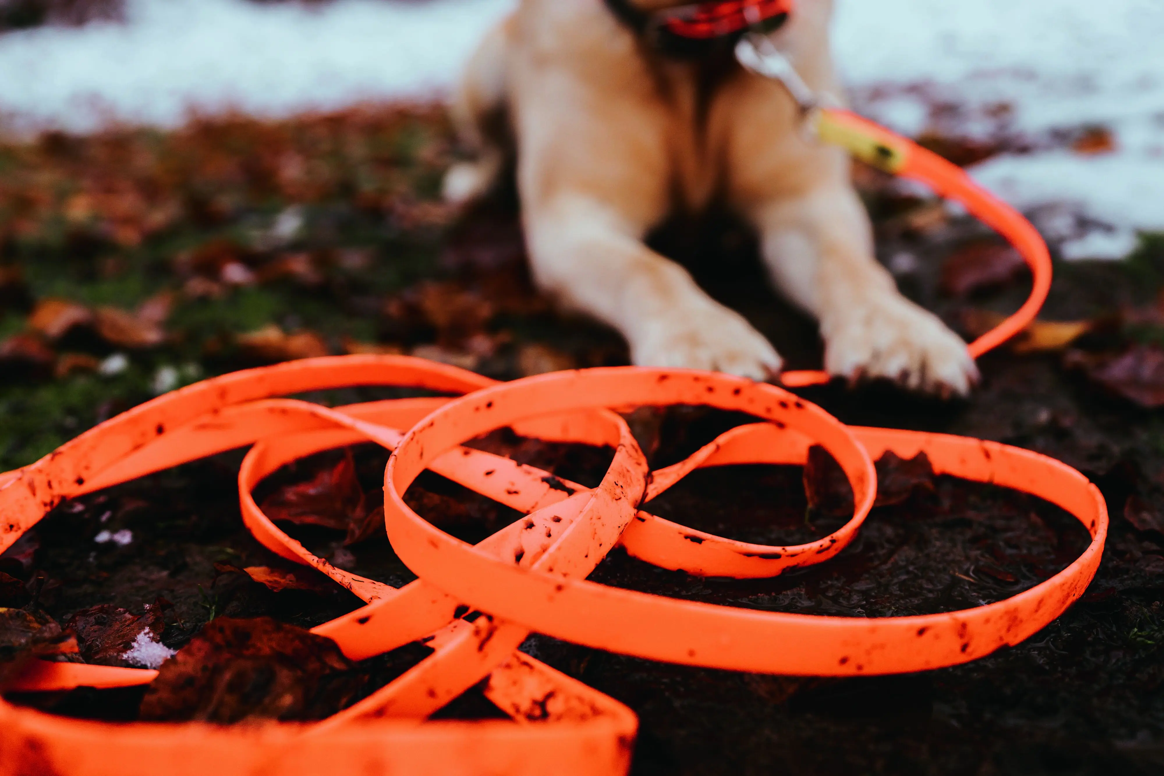 Hunter Schleppleine Hund Convenience 5 m x 2 cm neonorange