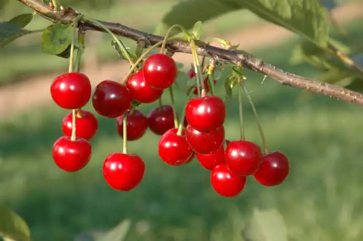 Sauerkirschenbaum Schwäbische Weinweichsel 7,5 L Container