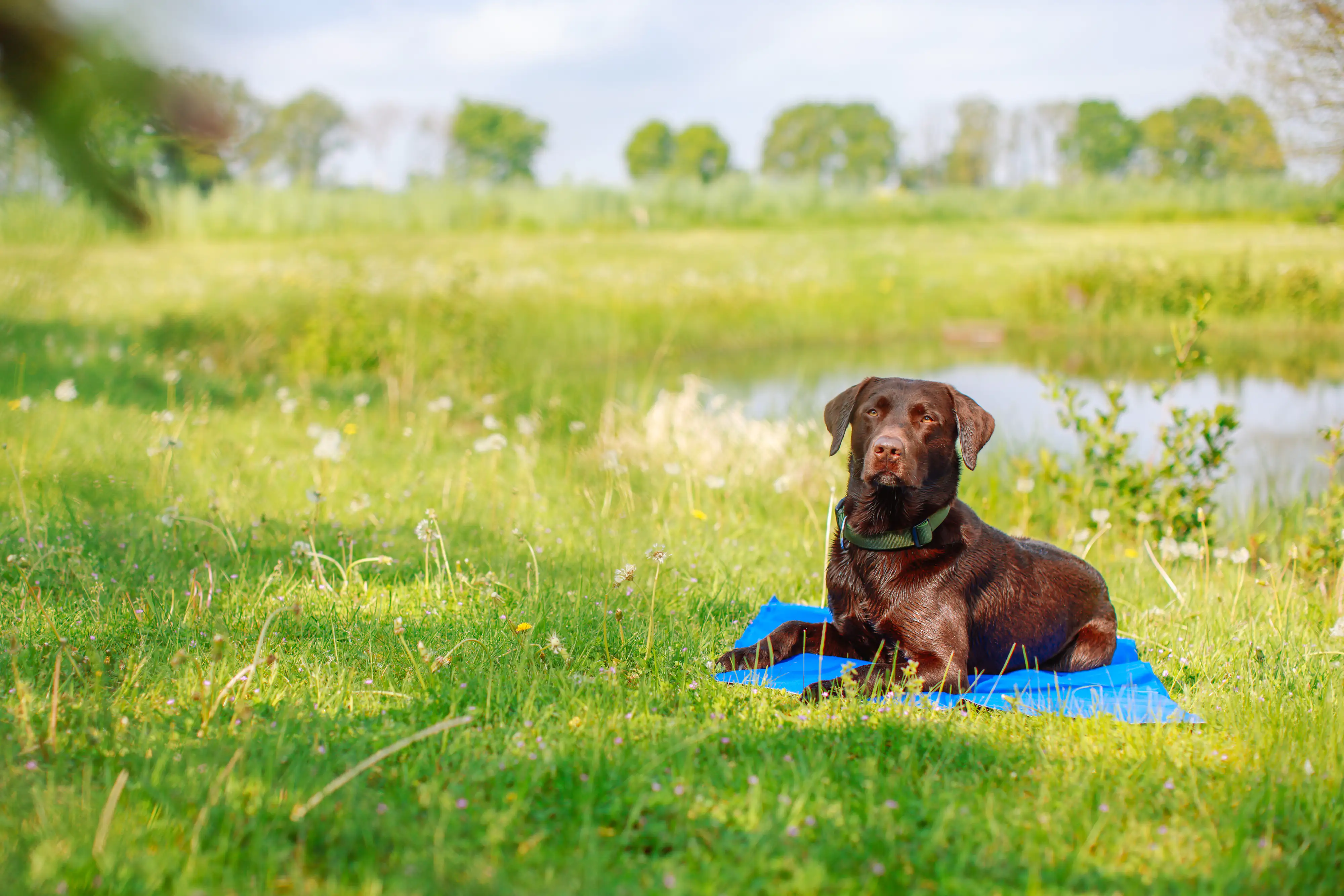 Nobby Kühlmatte eckig L 90 x B 50 cm
