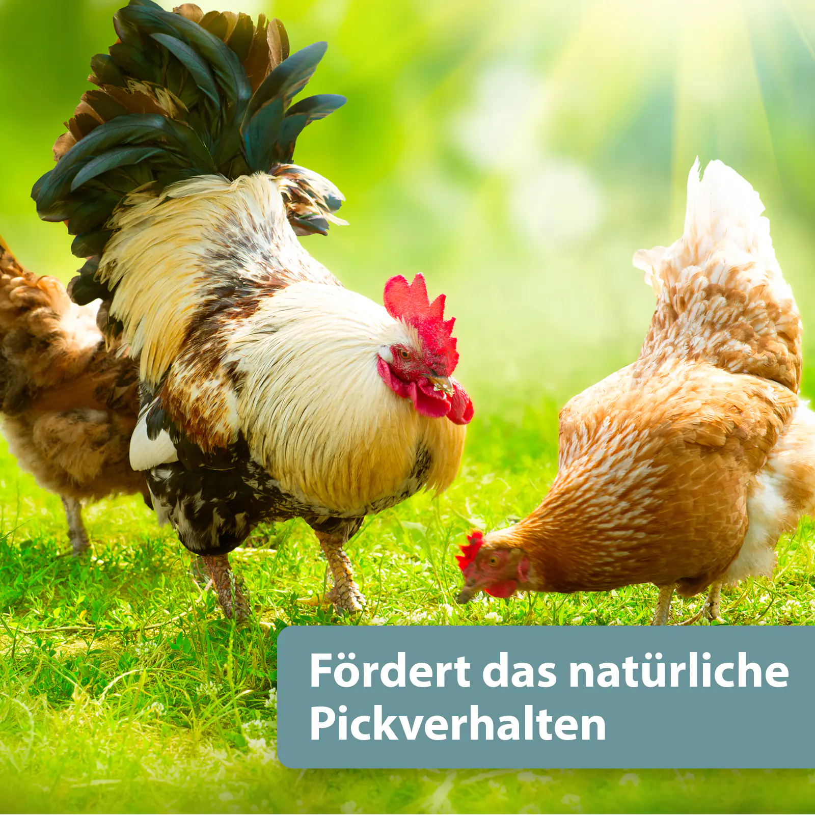 Quiko Hobbyfarming Mineralgrit für Hühner und Geflügel 300 g