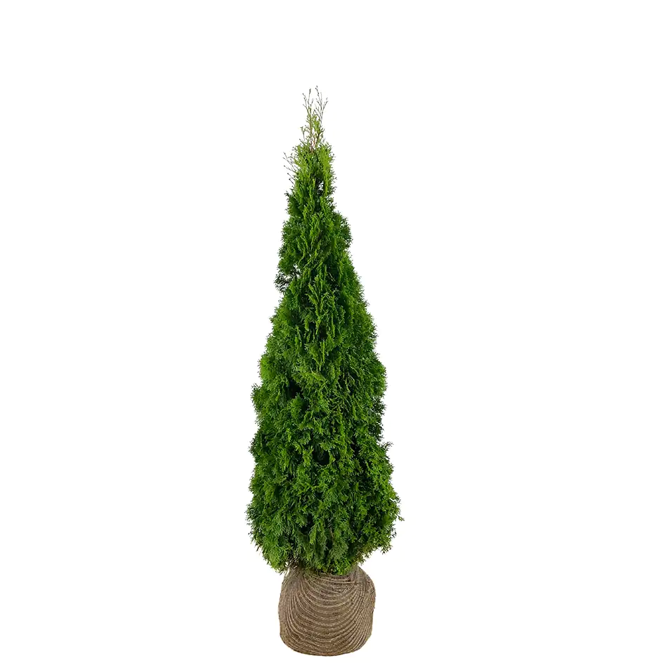 Lebensbaum Thuja occ. Smaragd H 160 - 180 cm, 15 Stück