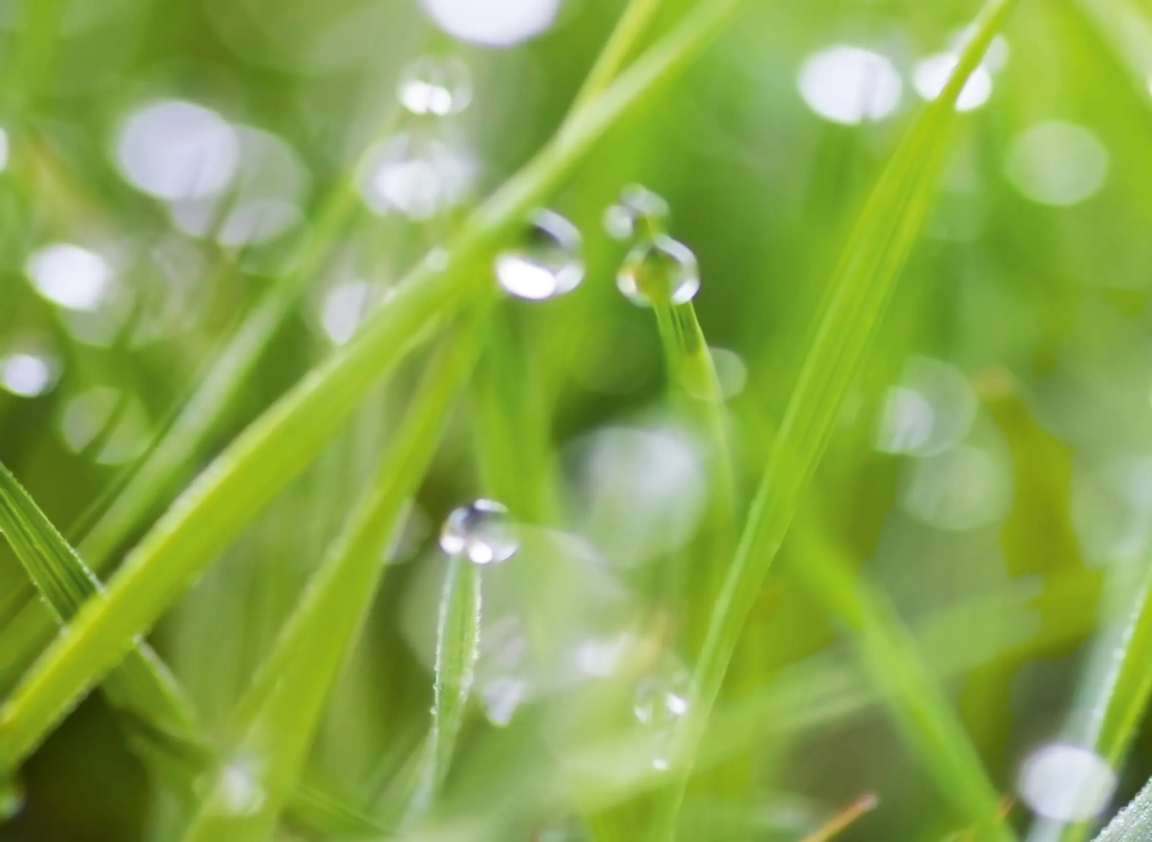 Küchenrückwand WandArt easy 80 x 58,5 cm, 3 mm, grass