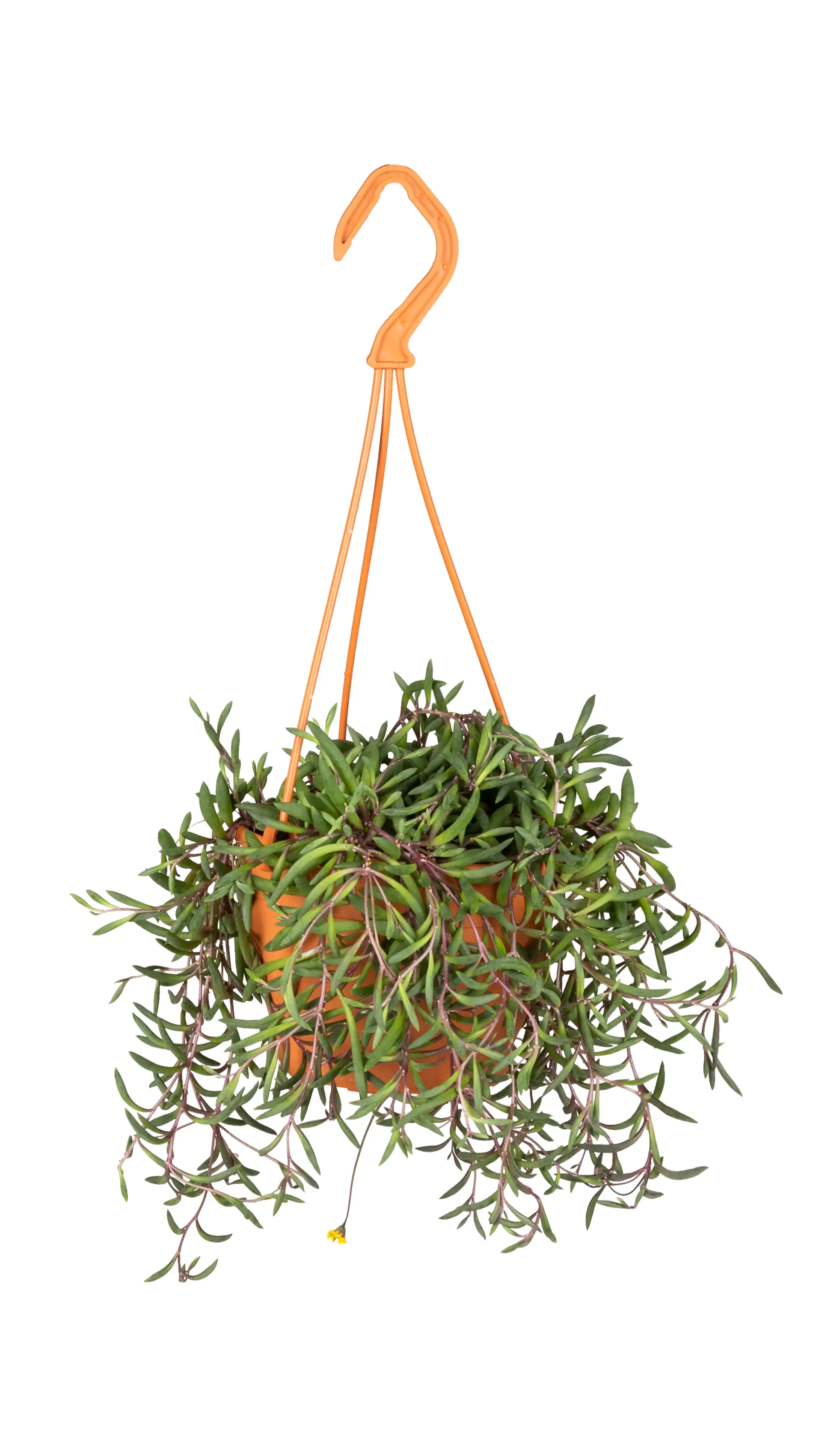 Erbsenpflanze Purple Flush H ca. 20 cm 12 cm Topf