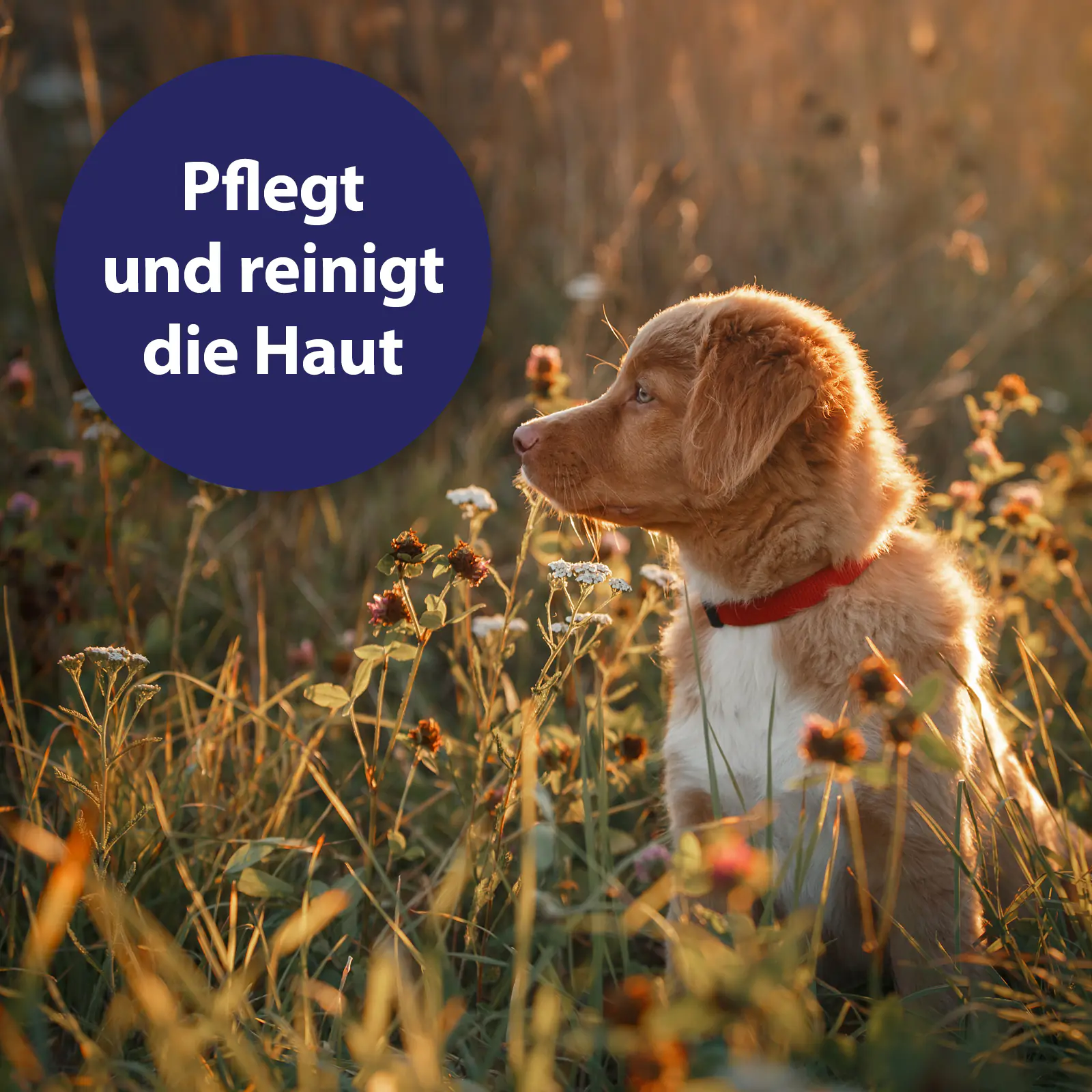 Canosept Wundspray für Hunde 75 ml