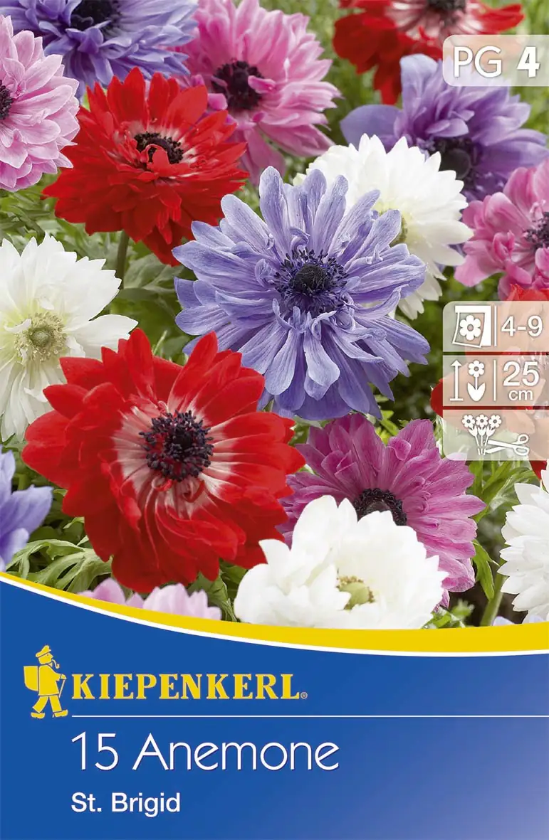 Kiepenkerl Blumenzwiebel Anemonen St. Brigid gefüllt blühend Anemone coronaria, Inhalt: 15 Stück