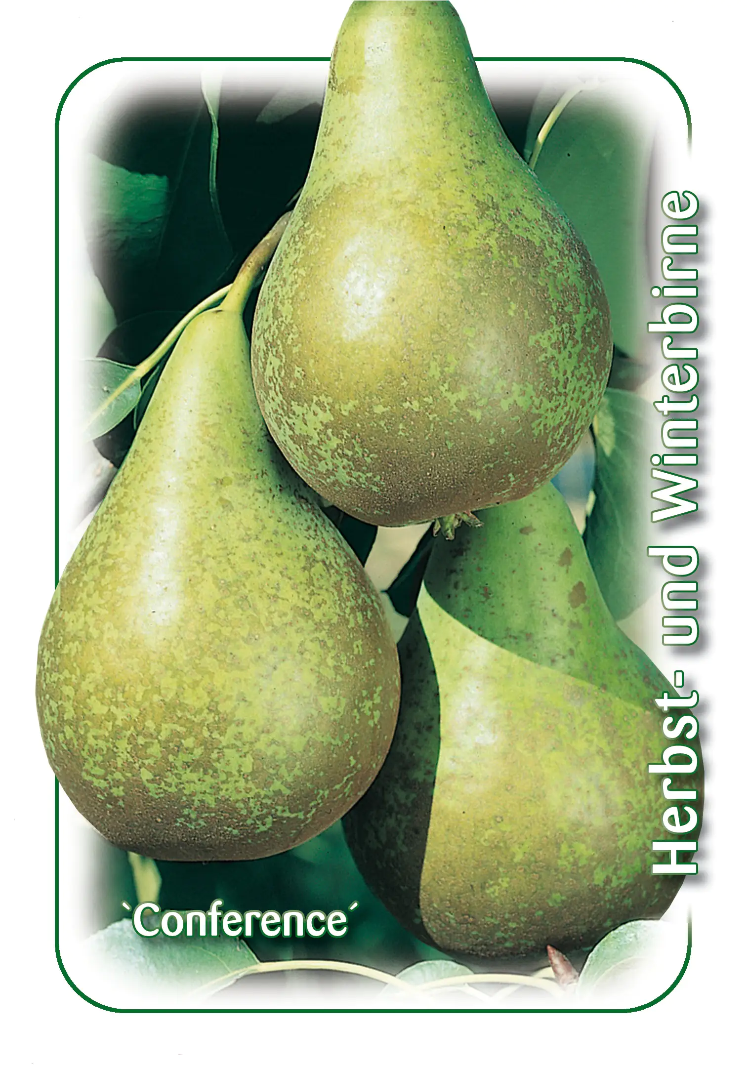 Birnenbaum Conference 7,5 L Container