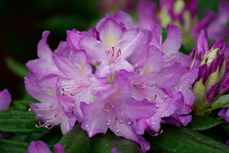 Rhododendron Catawbiense Grandiflorum 5 l Container