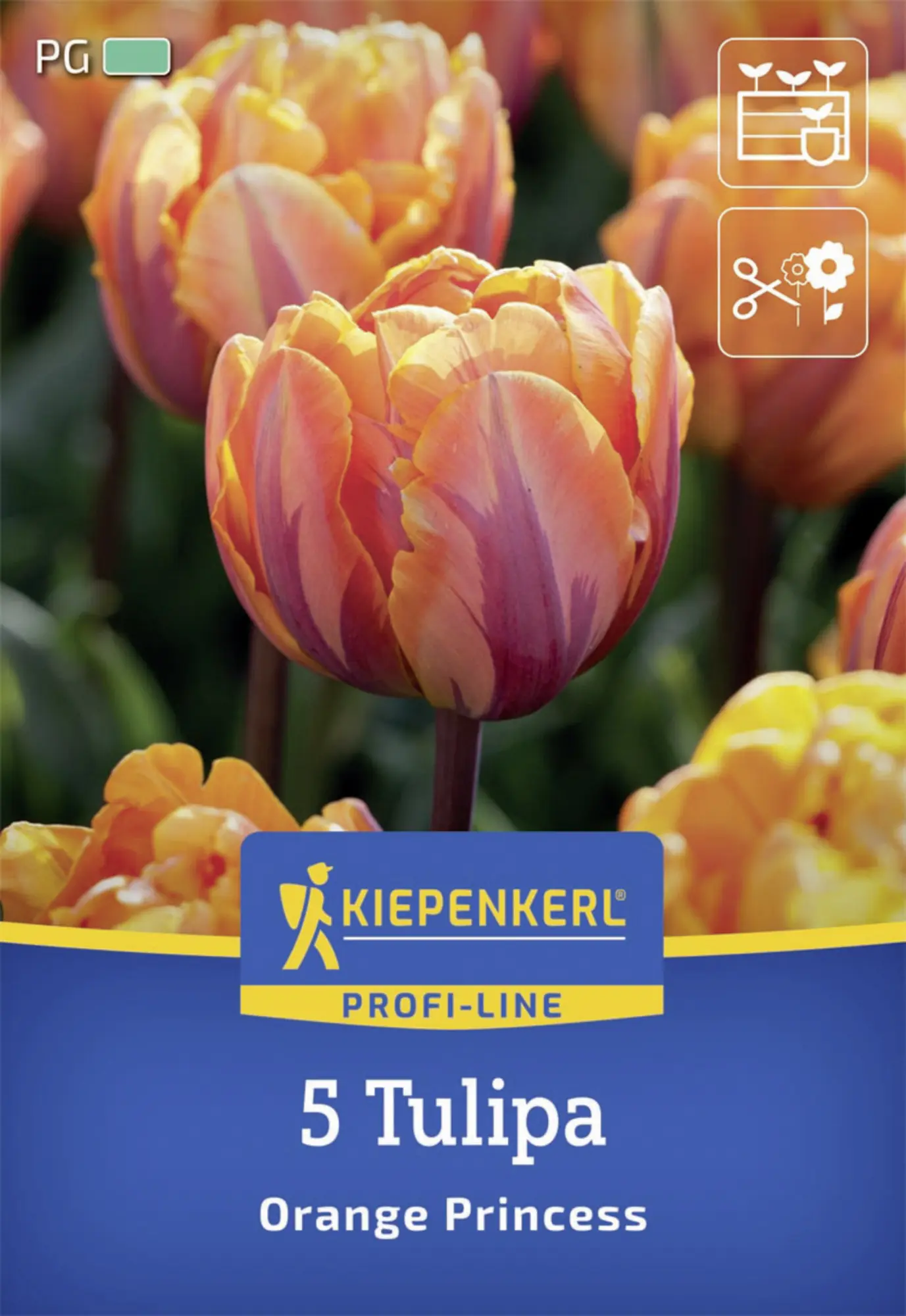 Kiepenkerl Herbstblumenzwiebel Tulpe Orange Princess 5 Stück