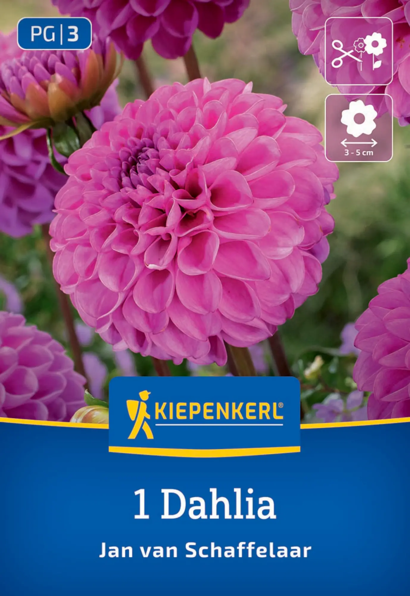 Kiepenkerl Frühjahrsblumenzwiebel Pompon-Dahlie Jan van Schaffelaar 1 Stück