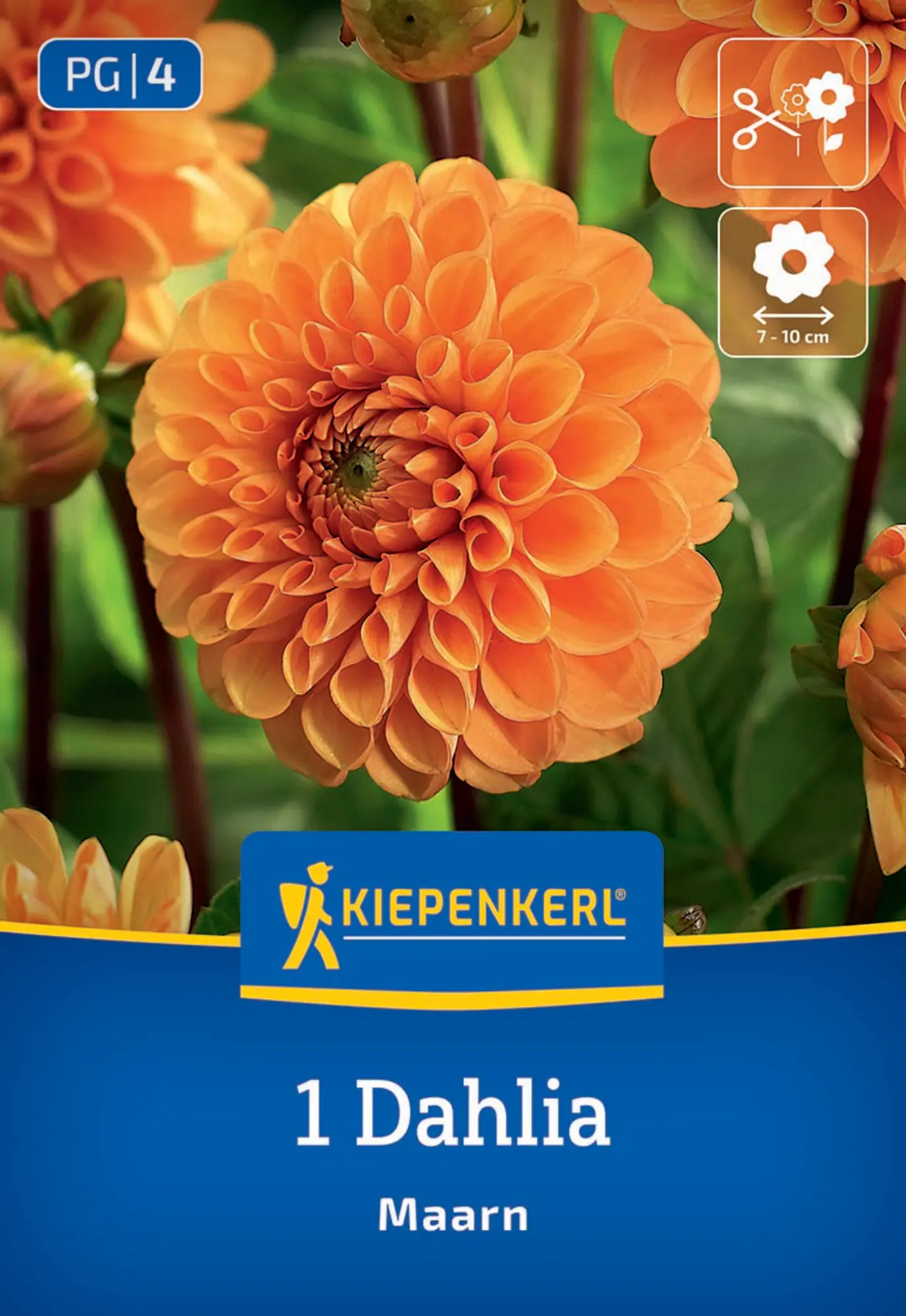 Kiepenkerl Frühjahrsblumenzwiebel Ball-Dahlie Maarn 1 Stück