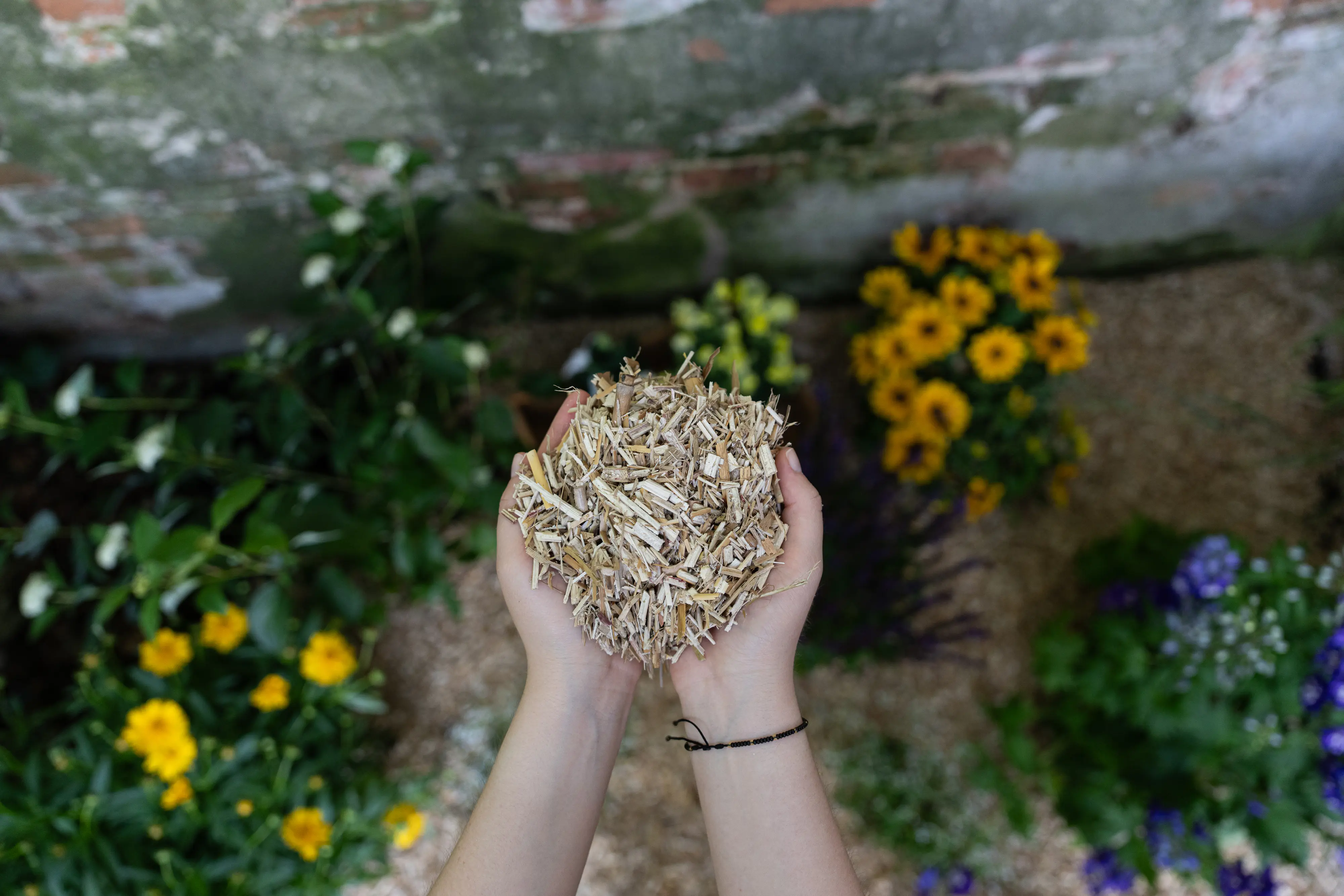 Floragard natürlicher Unkrautschutz Miscanthus Mulch 125 L Floragard natürlicher Unkrautschutz Miscanthus Mulch 125 L