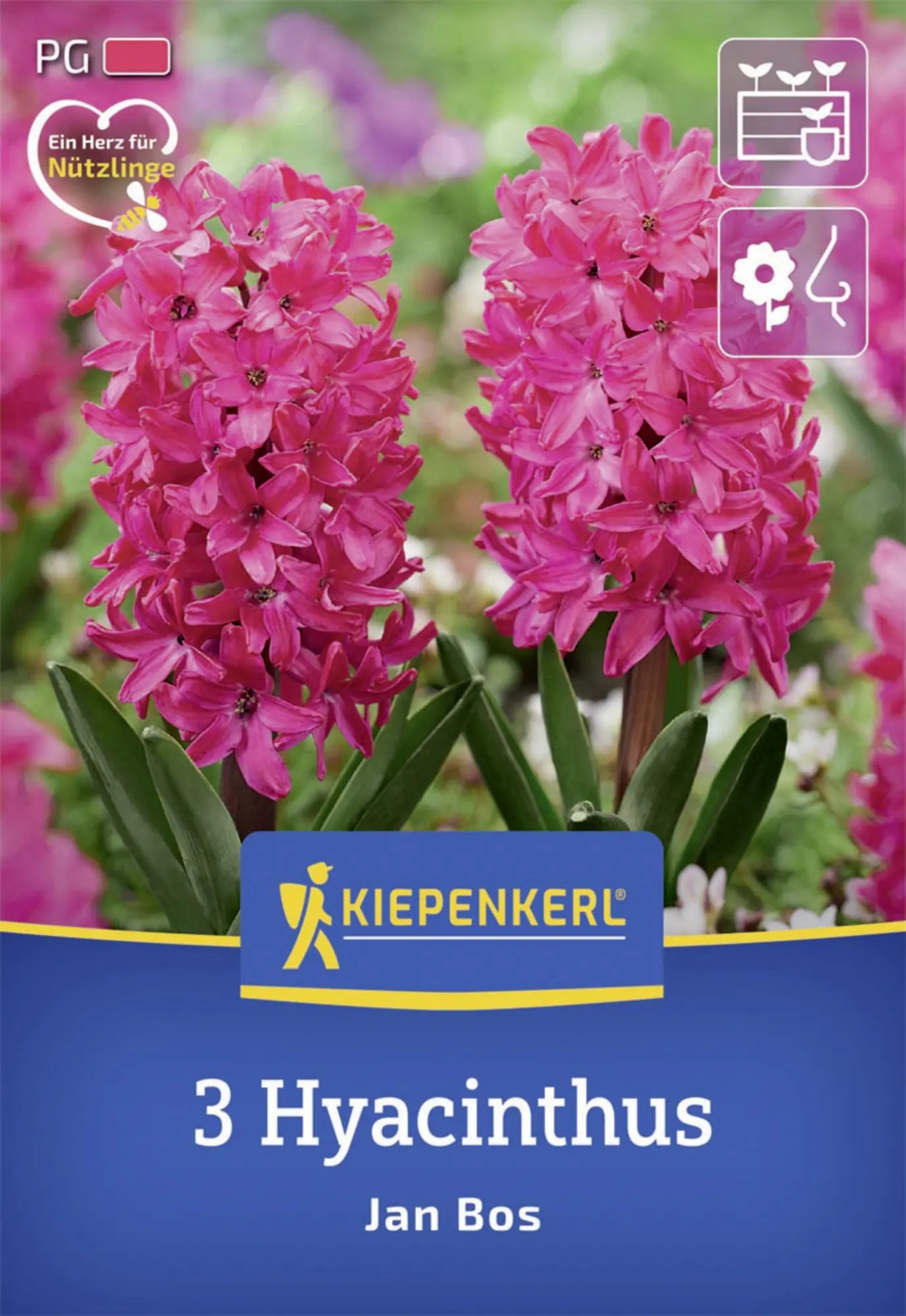 Kiepenkerl Herbstblumenzwiebel Hyazinthe Jan Bos 3 Stück