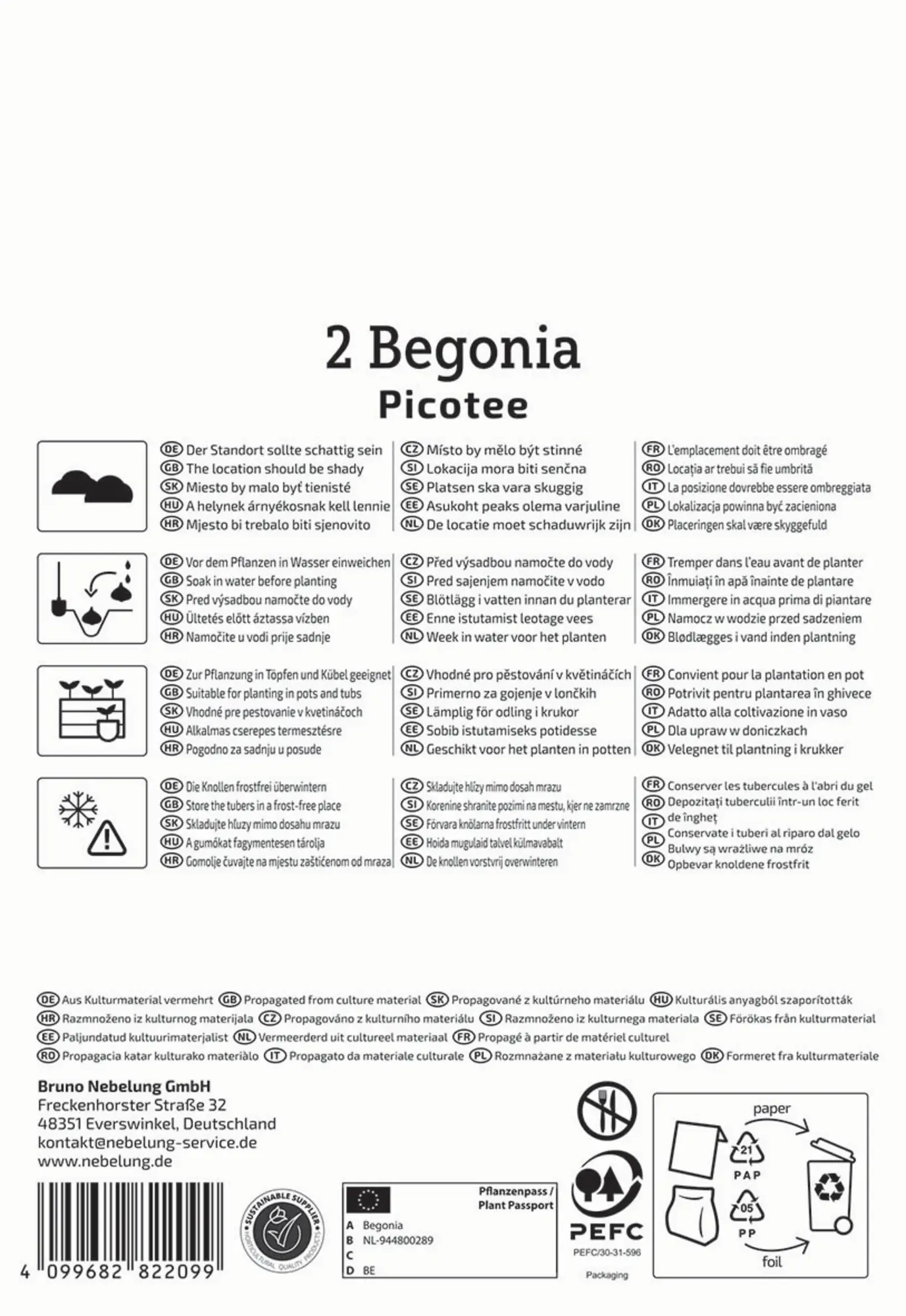 Kiepenkerl Frühjahrsblumenzwiebel Knollenbegonie Picotee 2 Stück