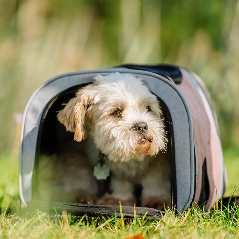 Nobby Tragerucksack Plata altrosa-grau Nobby Tragerucksack Plata altrosa-grau