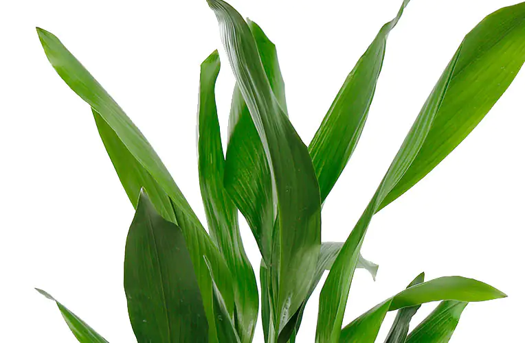 Aspidistra Elatior Schusterpalme 40-60 cm 17 cm Topf