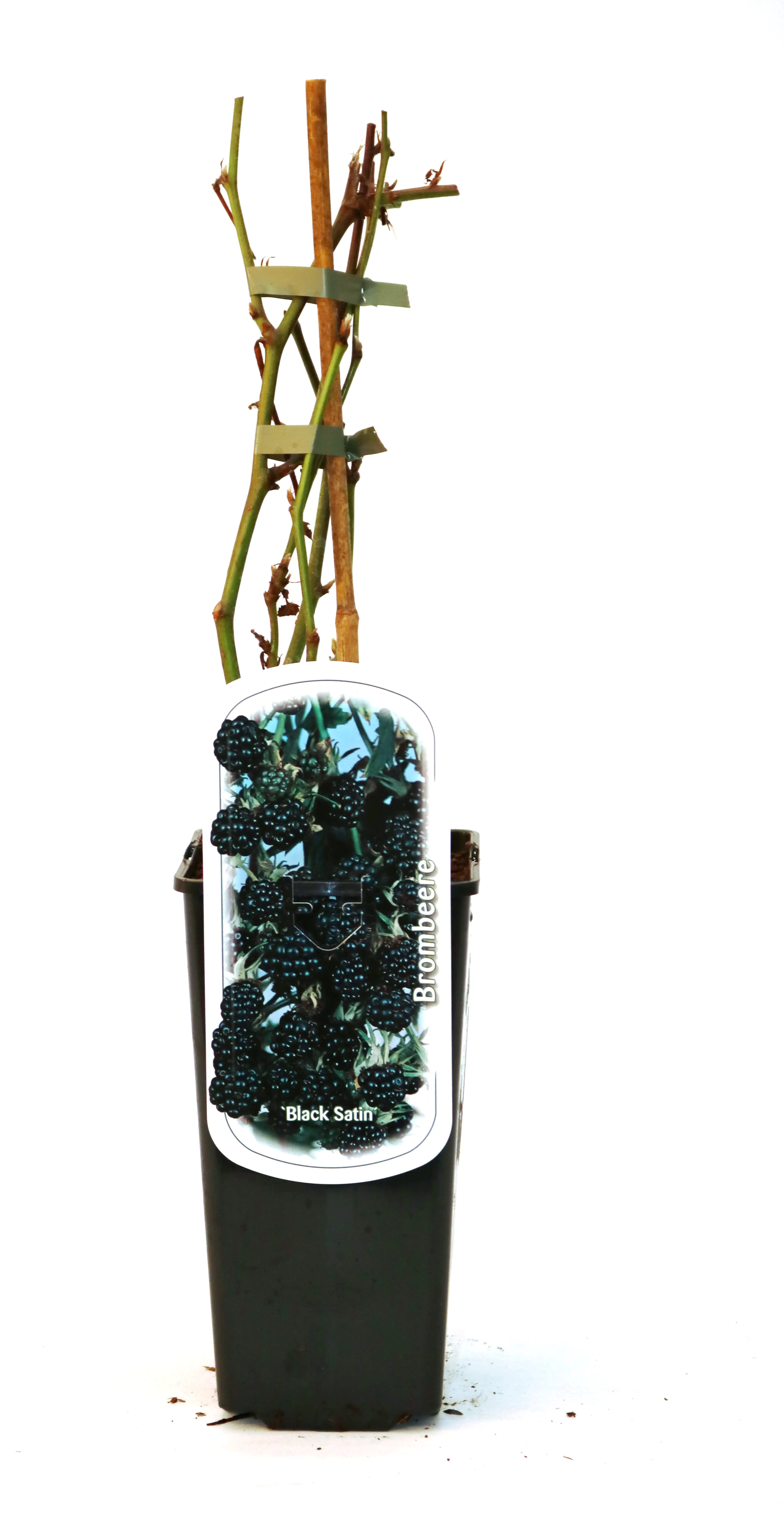 Obststrauch Brombeere in Sorten H ca 45 cm 2 L Eckcontainer Obststrauch Brombeere in Sorten H ca 45 cm 2 L Eckcontainer