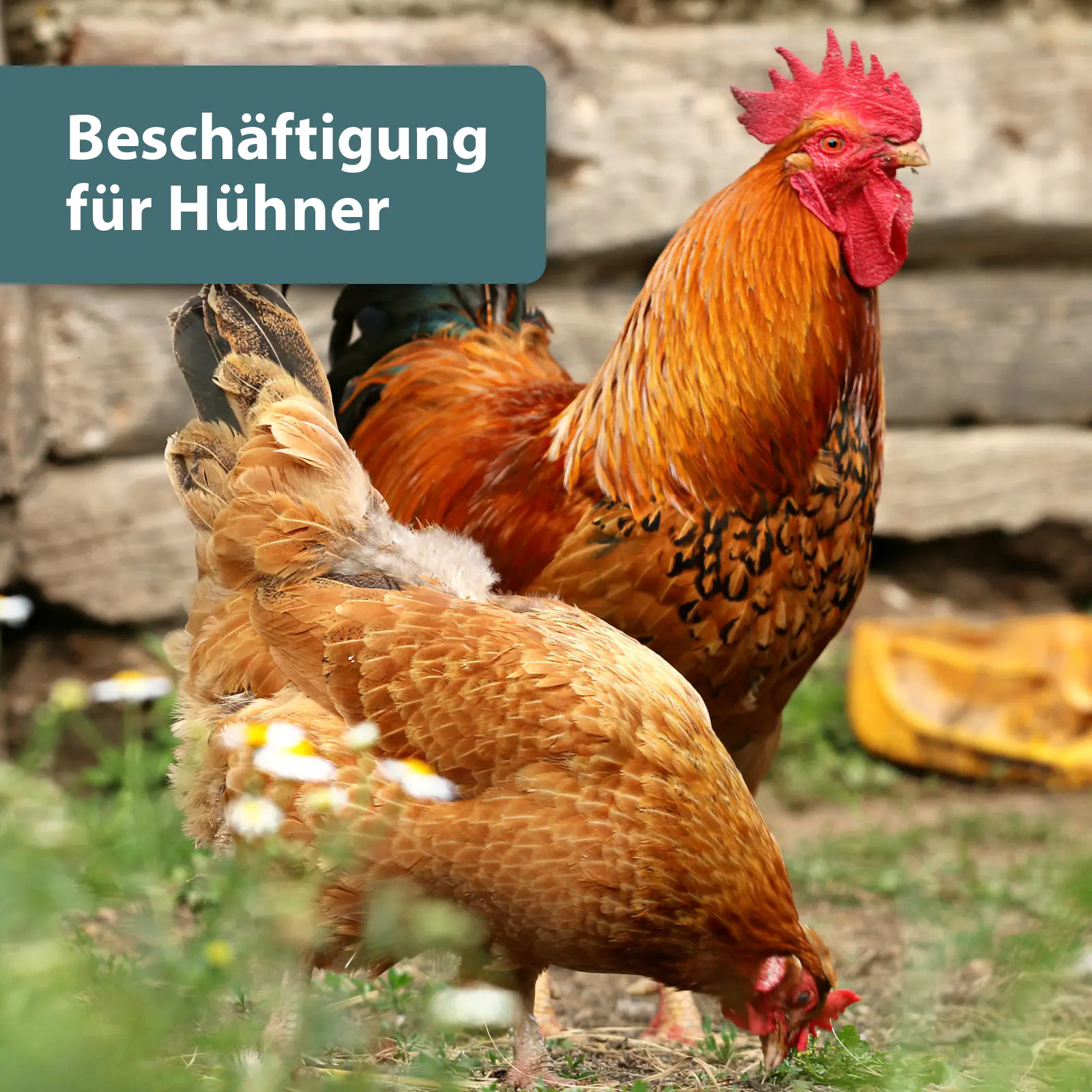Quiko Hobbyfarming Pick und Scharr Mix für Hühner und Geflügel 700 g