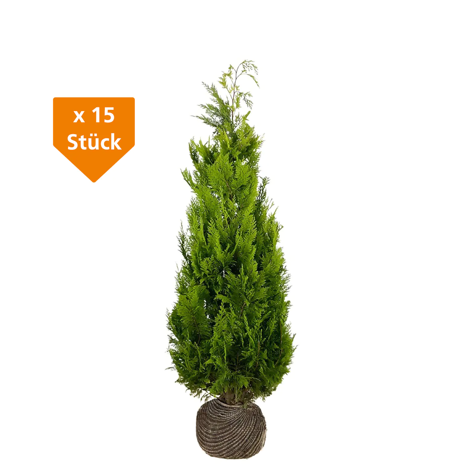 Gelbe Säulenzypresse Cham. law. Ivonne H 140 - 160 cm, 15 Stück