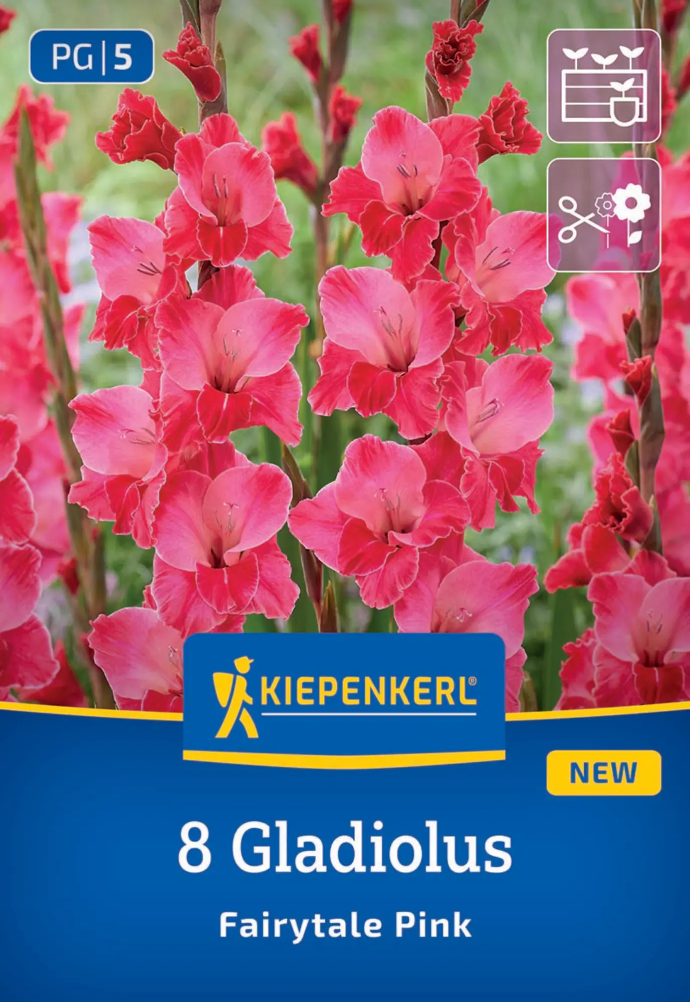 Kiepenkerl Frühjahrsblumenzwiebel Gladiole Fairytale Pink 8 Stück