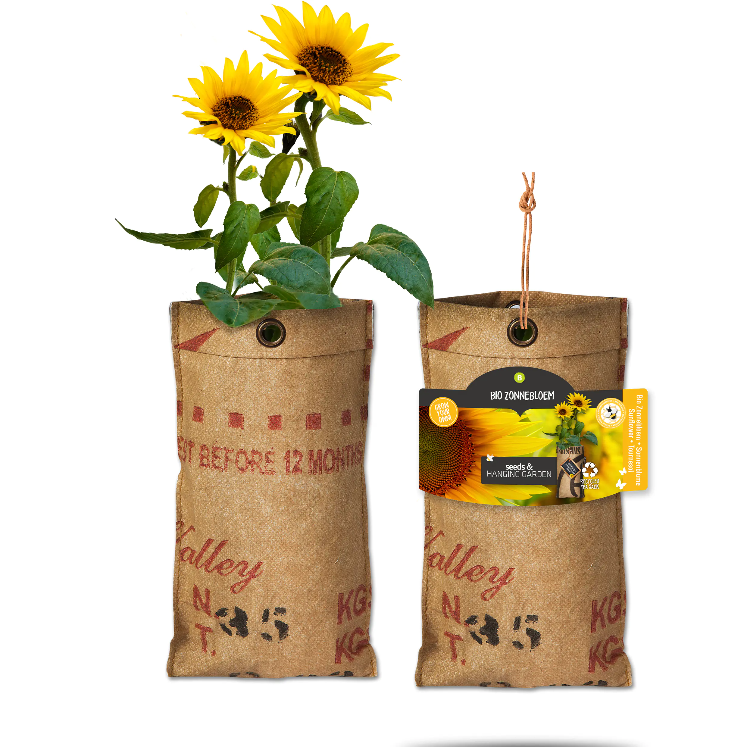 Baza Seeds hängender Garten Bio Sonnenblume