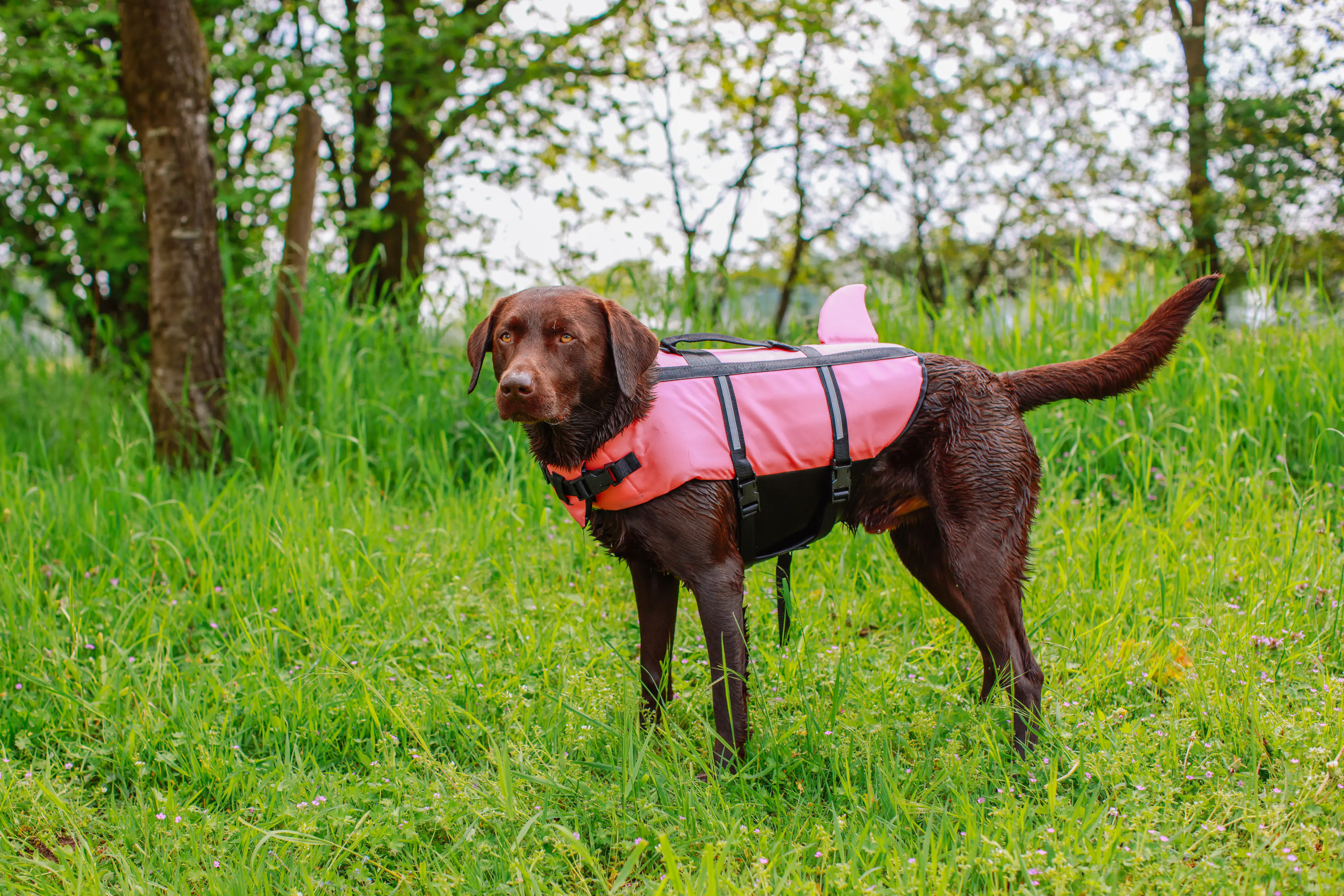 Nobby Hunde Schwimmweste Sharki mit Haiflosse pink Nobby Hunde Schwimmweste Sharki mit Haiflosse pink