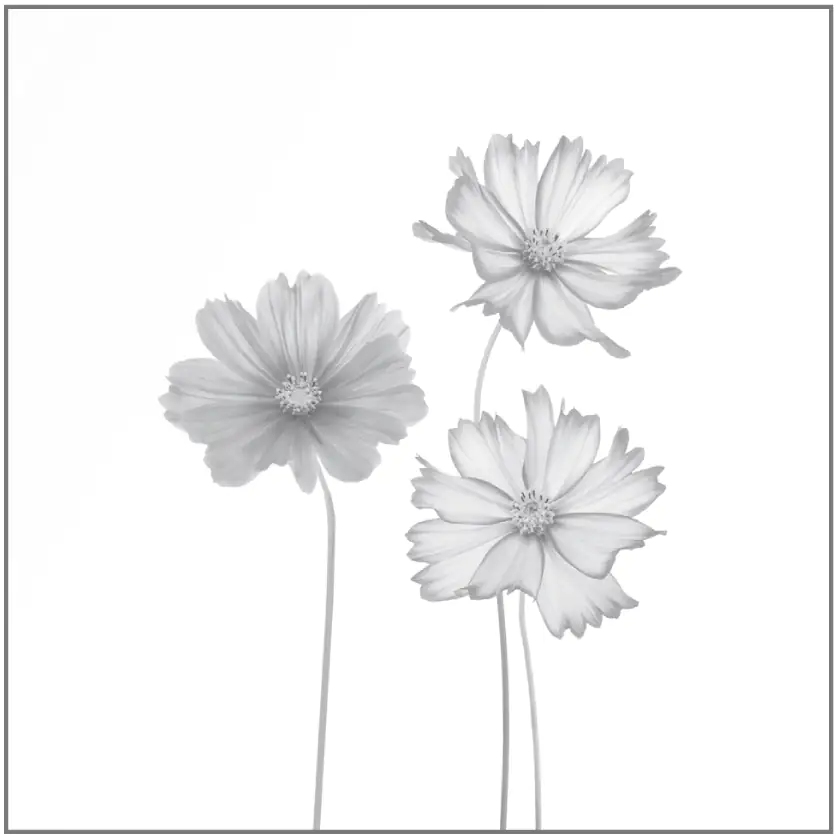 Ambiente Glaszaun Dekor 93 120 x 120 cm gehärtetes 8 mm Glas