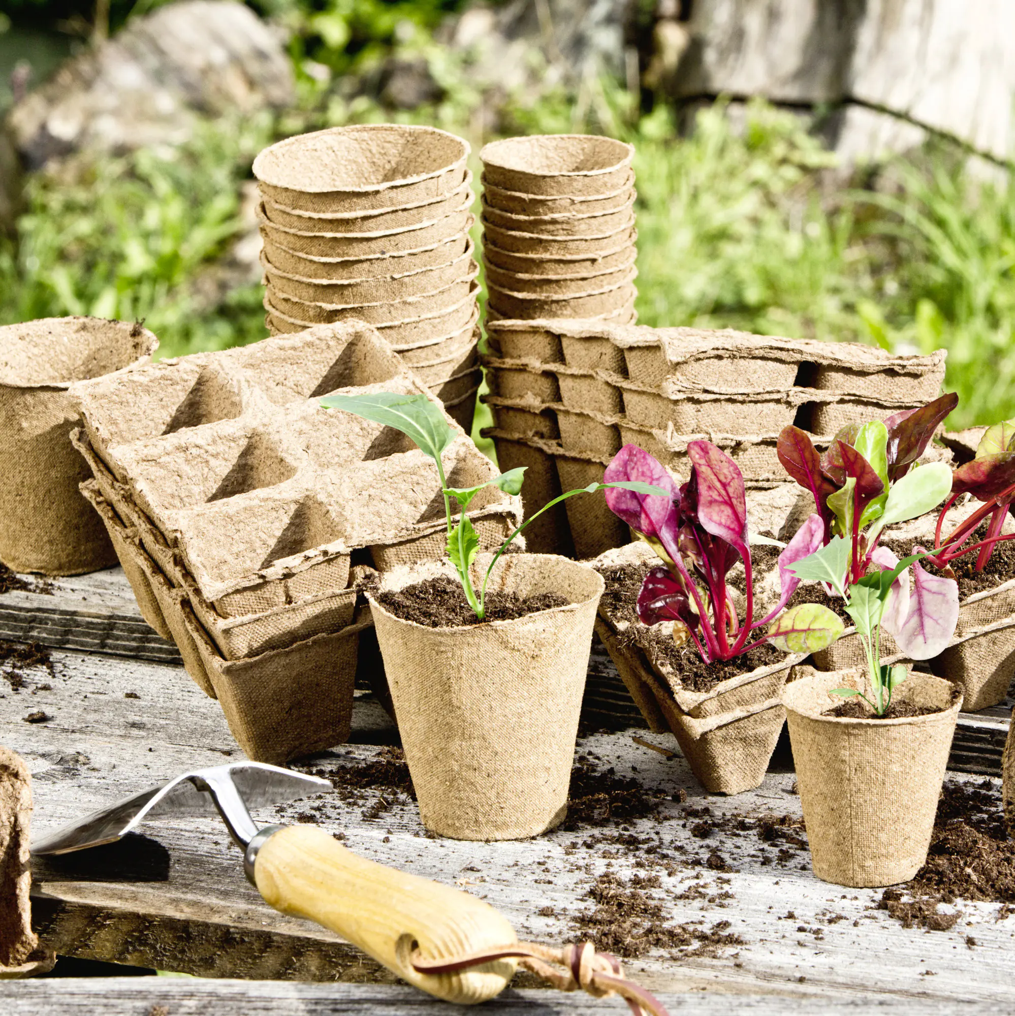 Windhager Anzucht-Töpfe 6 cm eckig