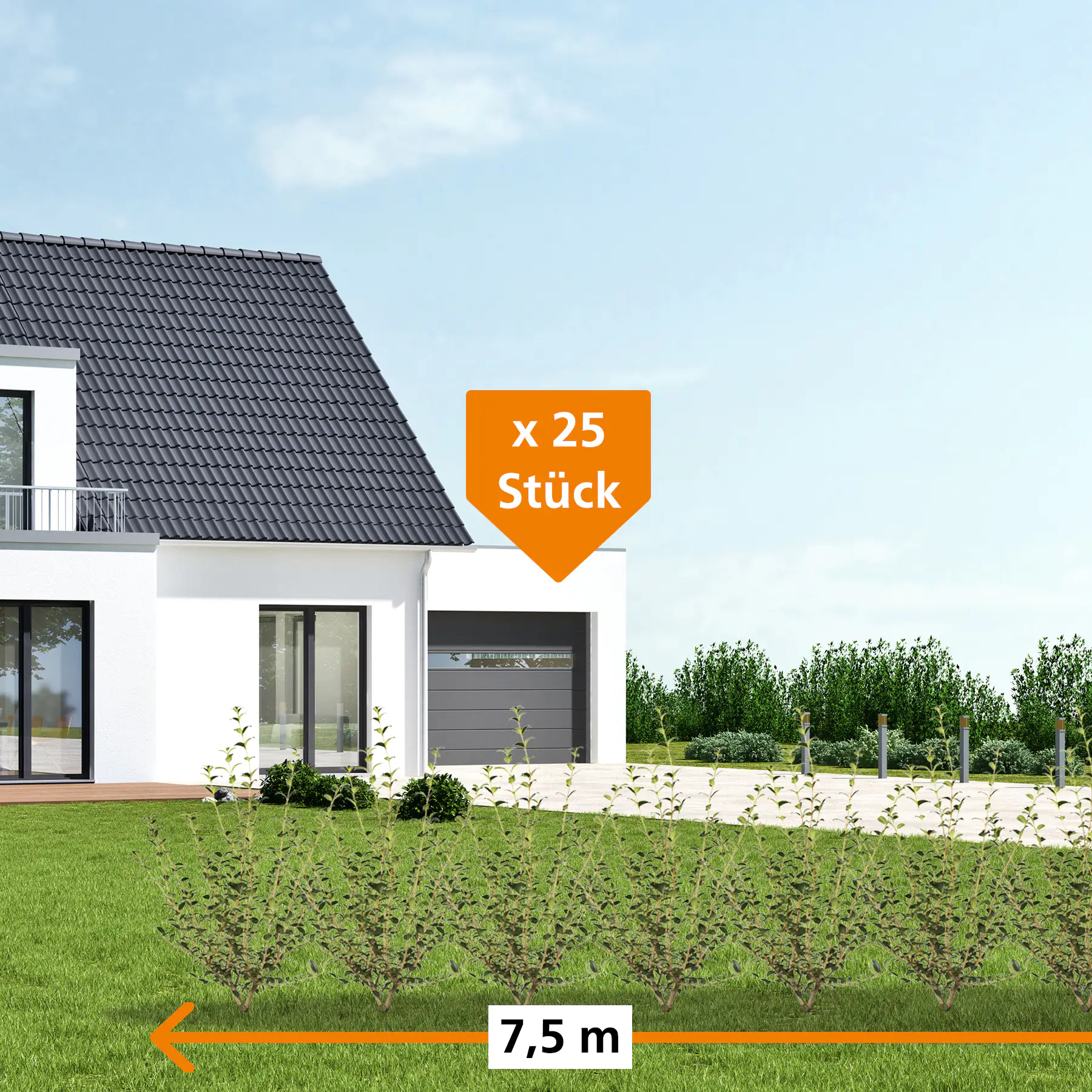 Frühlingsduftblüte Osmanthus Burkwoodii H 60 - 80 cm, 25 Stück Frühlingsduftblüte Osmanthus Burkwoodii H 60 - 80 cm, 25 Stück