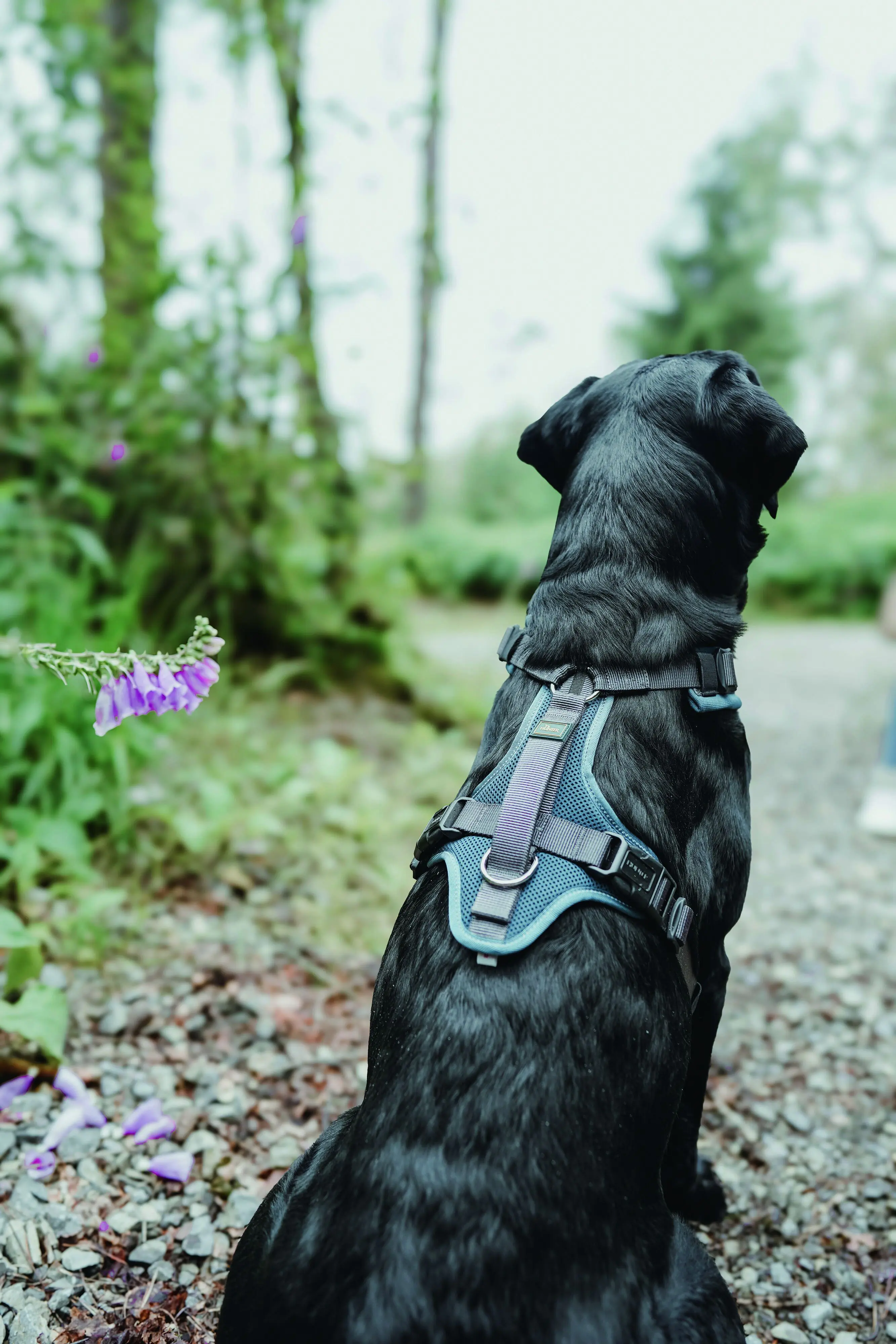 Hunter Hundegeschirr Maldon Up mit Griff S-M petrol/grau