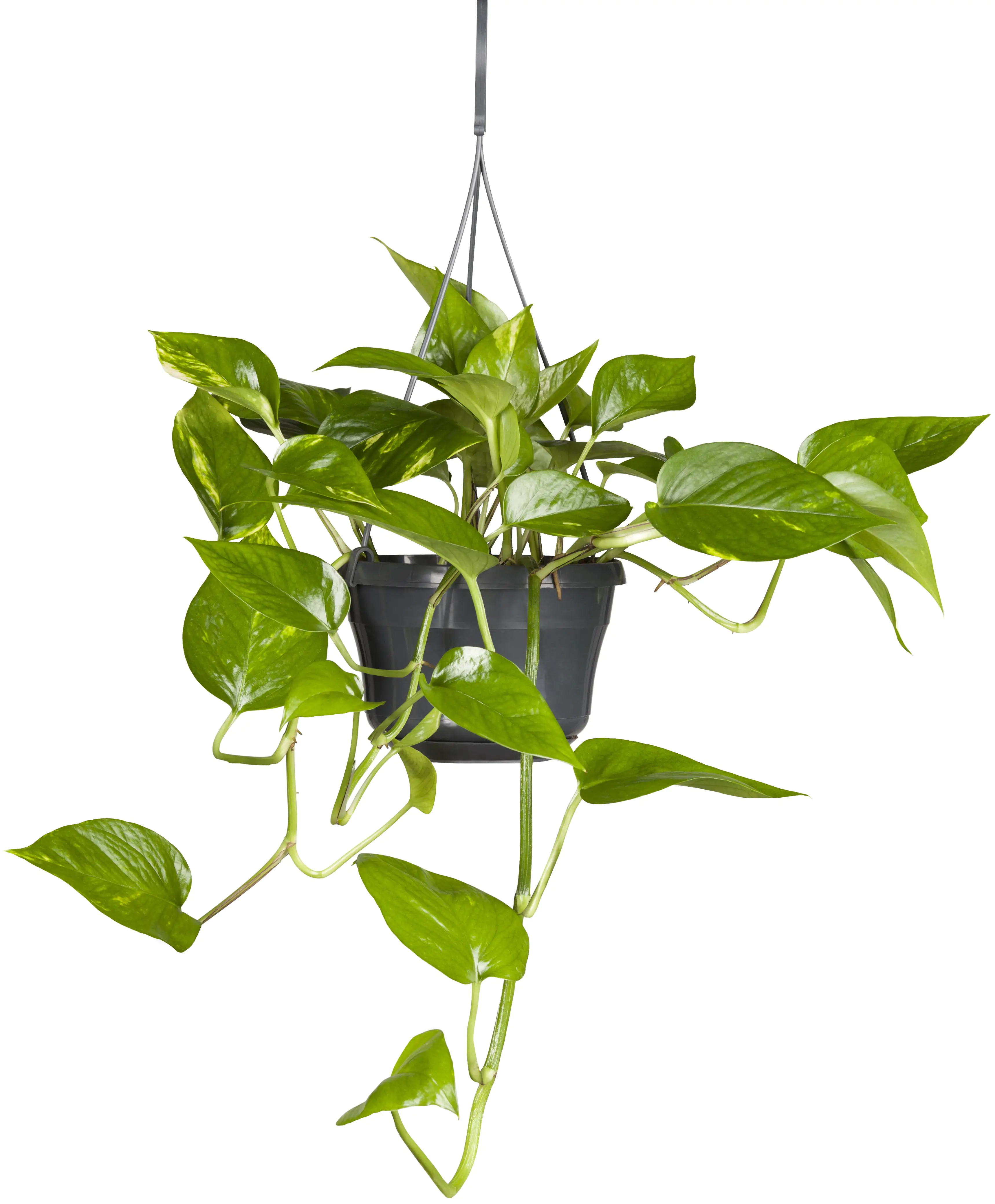 Scindapsus Ampel Efeutute 45 cm 15 cm Topf 