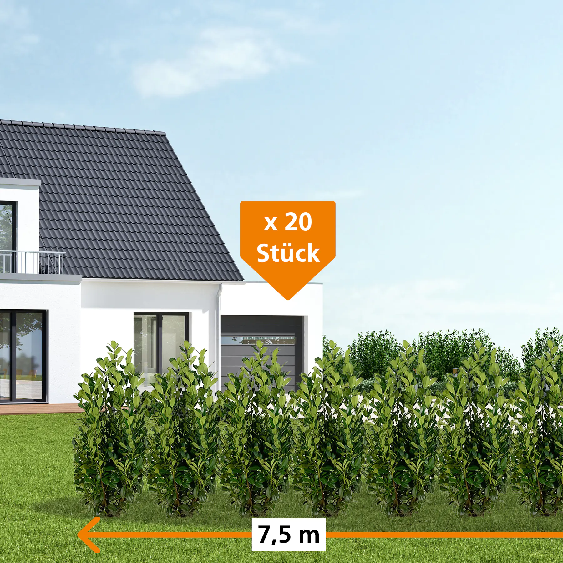 Kirschlorbeer Obelisk Prunus laur. Obelisk H 125 - 150 cm, 20 Stück