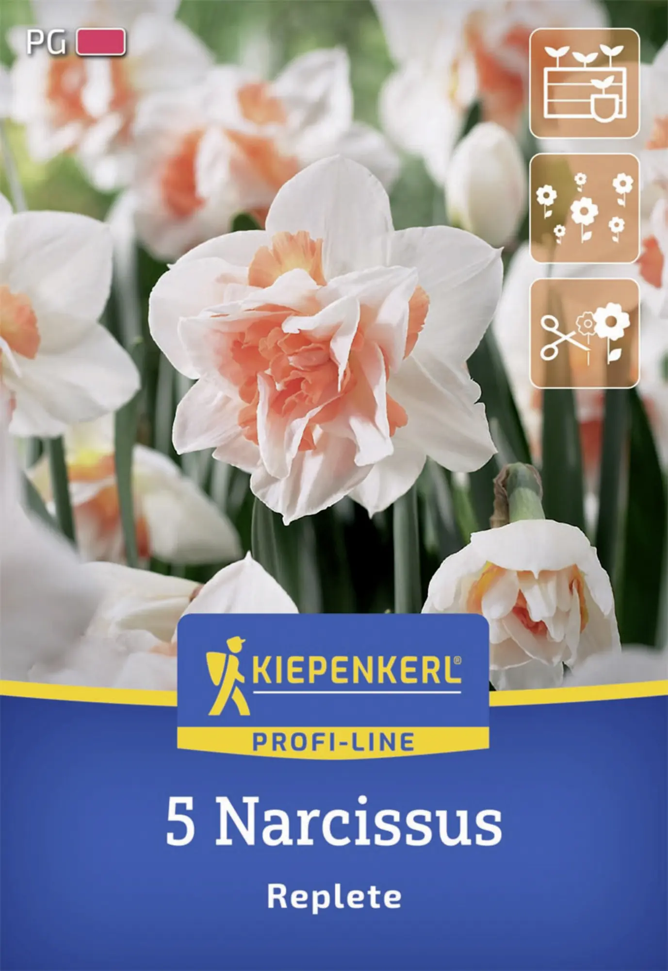 Kiepenkerl Herbstblumenzwiebel Profi-Line Gefüllte Narzisse Replete 5 Stück