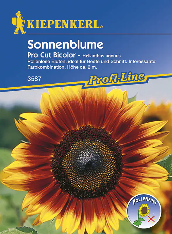 Kiepenkerl Sonnenblume Pro Cut Bicolor Helianthus annuus, Inhalt: ca. 20 Pflanzen