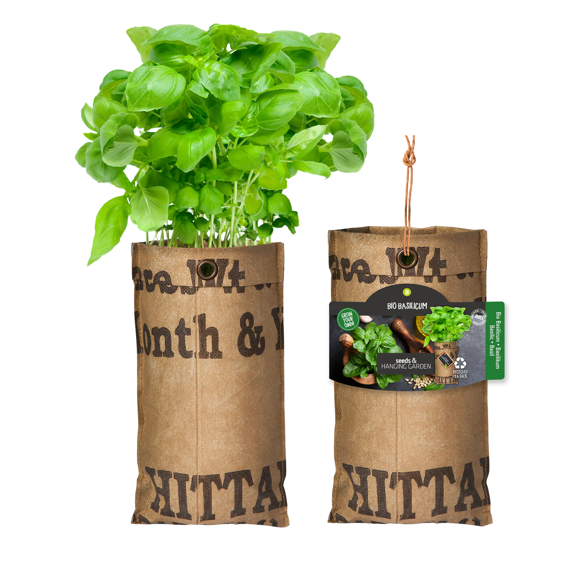 Baza Seeds hängender Garten Bio Basilikum 
