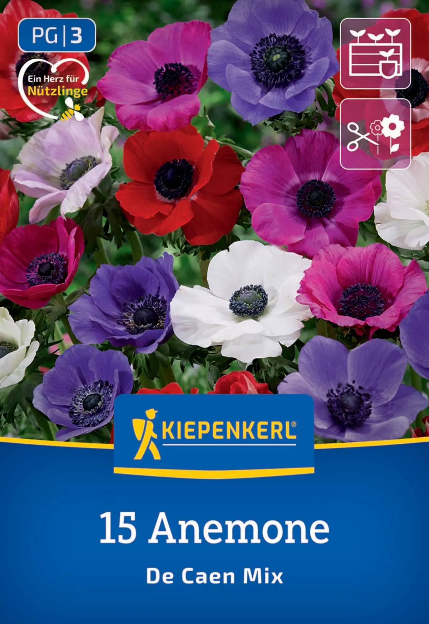 Kiepenkerl Frühjahrsblumenzwiebel Kronenanemone De Caen Mischung 15 Stück