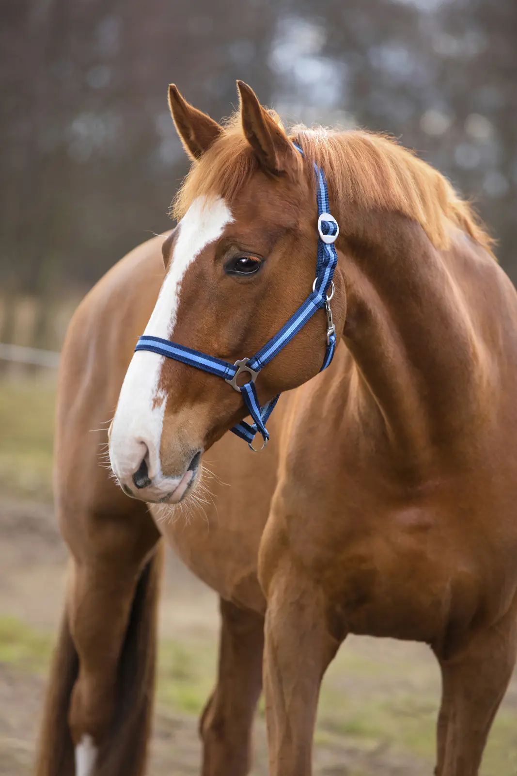 Kerbl Pferde-Halfter Hippo Gr. 3 marine hellblau