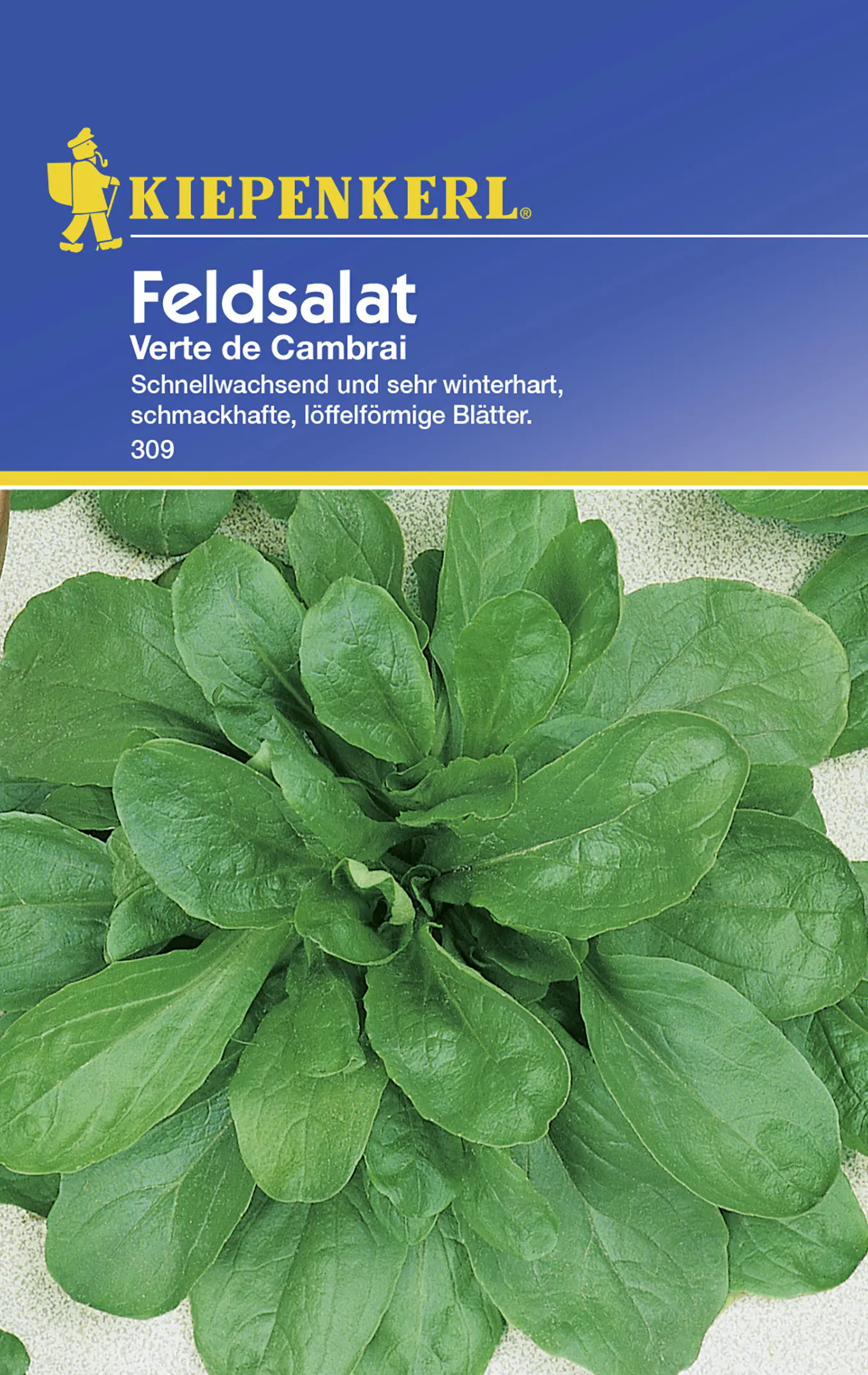 Kiepenkerl Feldsalat Verte de Cambrai Valerianella locusta, Inhalt: ca. 5 lfd. Meter