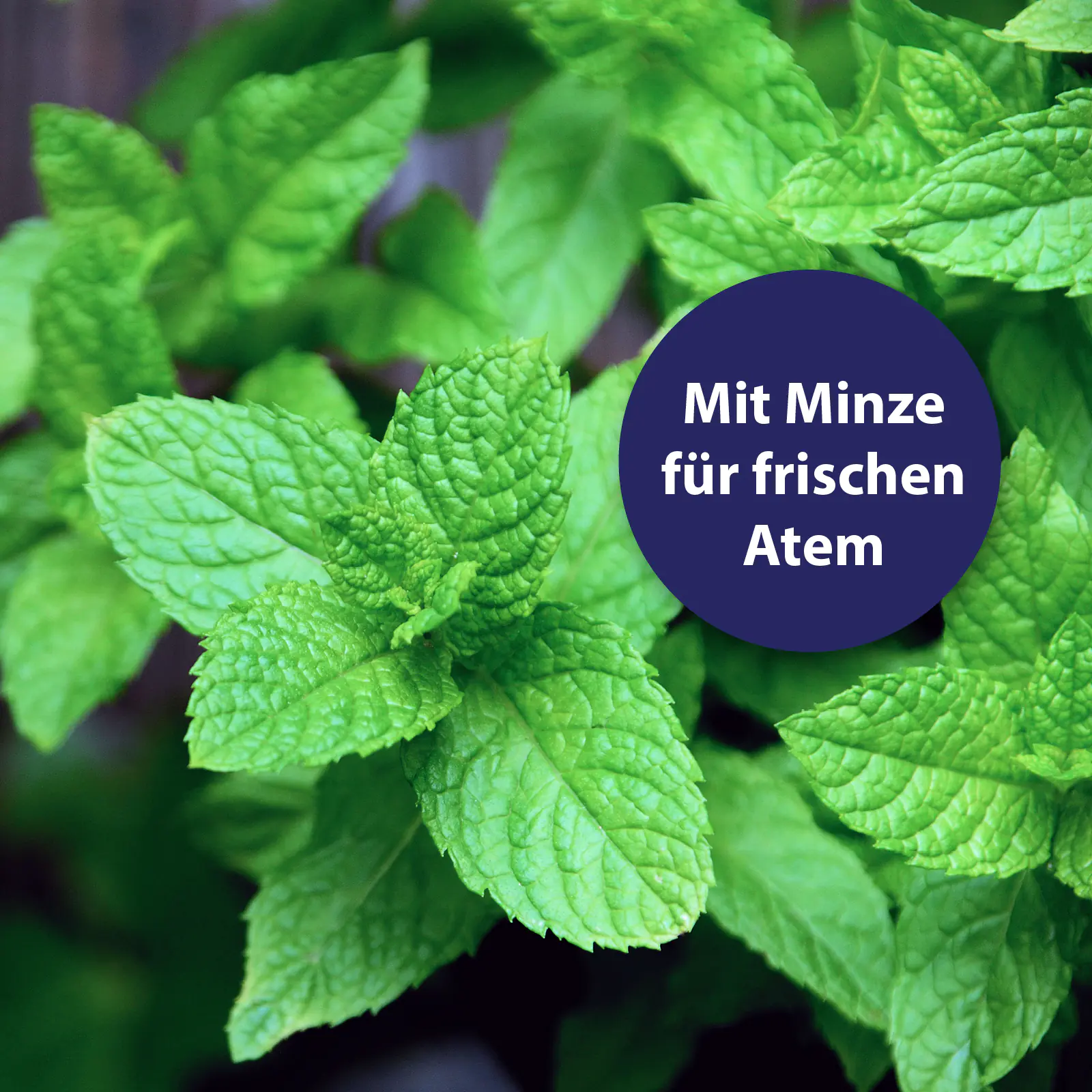 Canosept Zahnpasta Dental Gel für Hunde 100 g Canosept Zahnpasta Dental Gel für Hunde 100 g