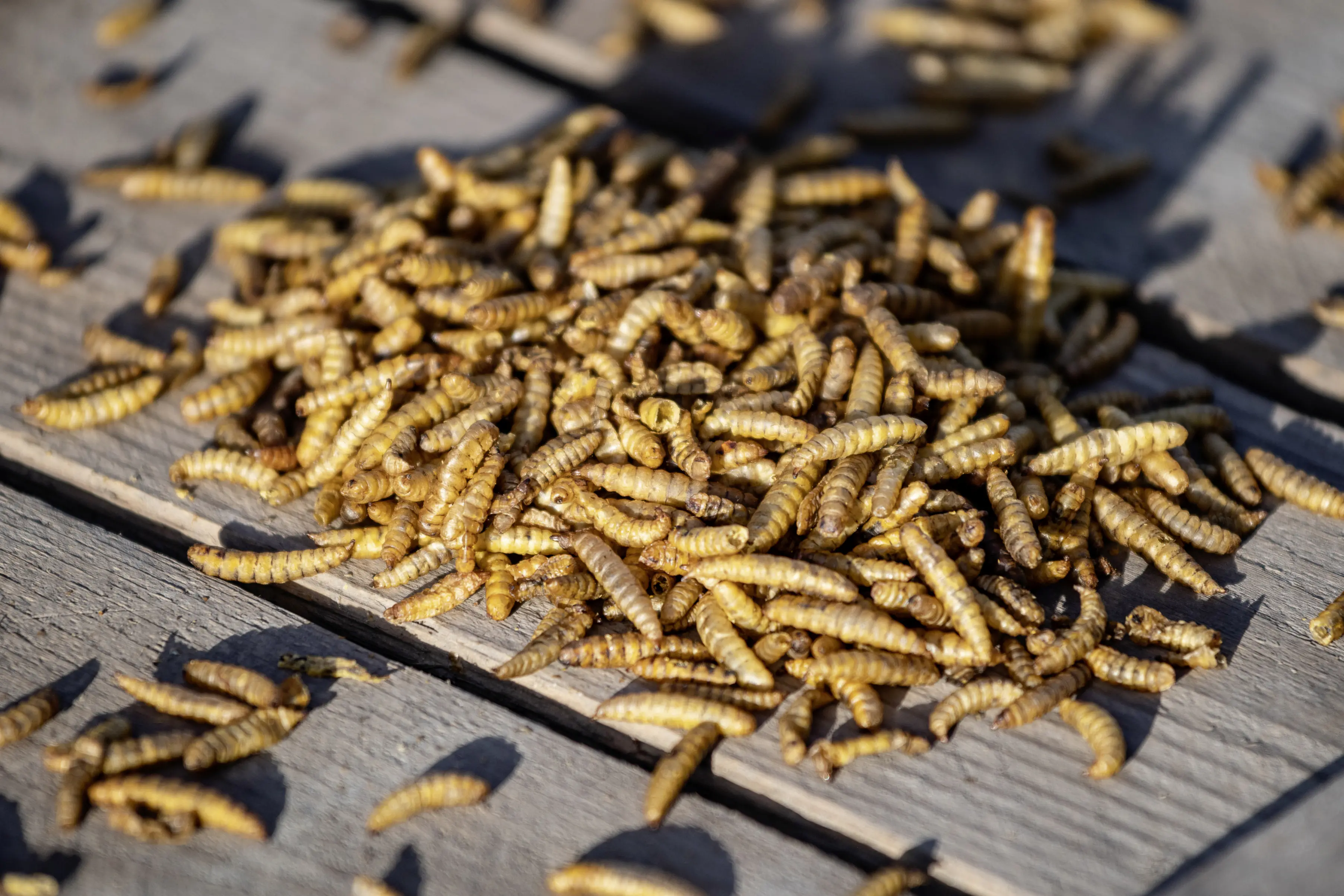 Wildvogelfutter Kalziumwürmer 600 g